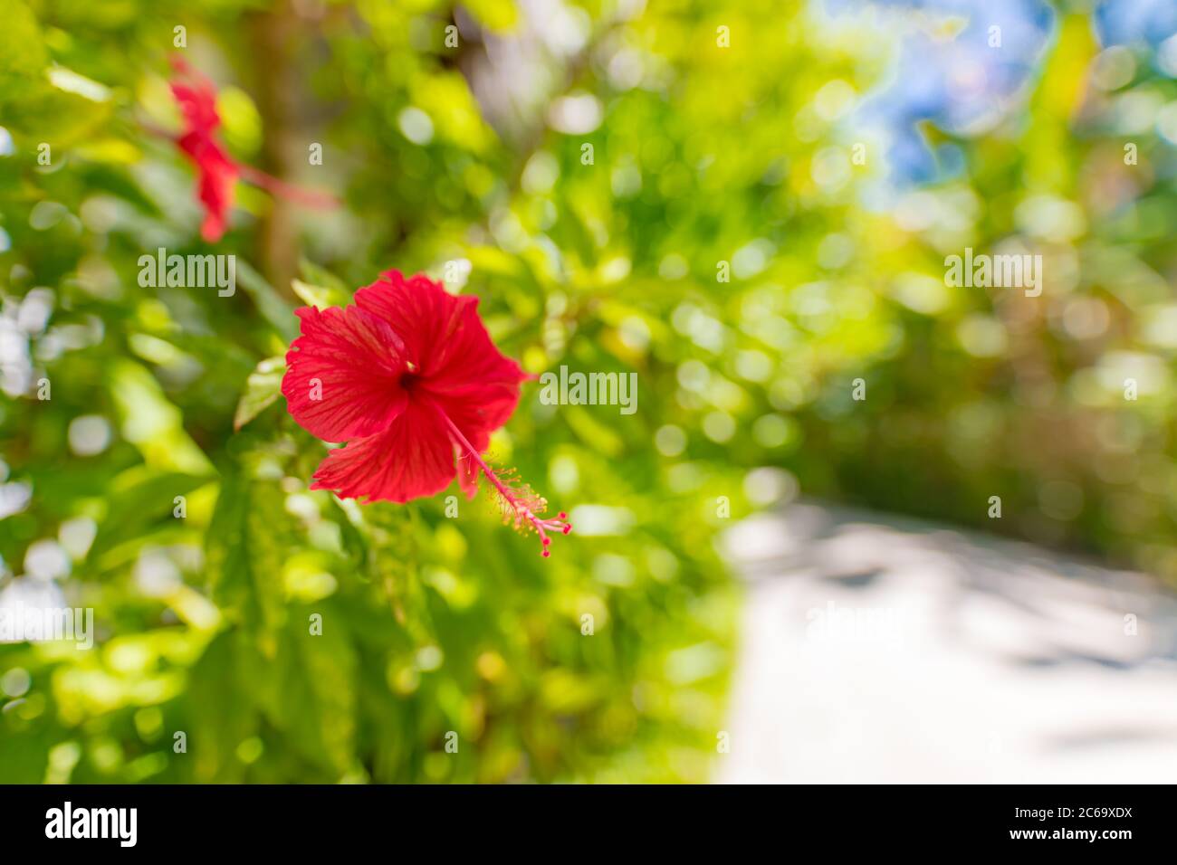 Red Hibiscus flower auf grünem Hintergrund. Im tropischen Garten. Stockfoto