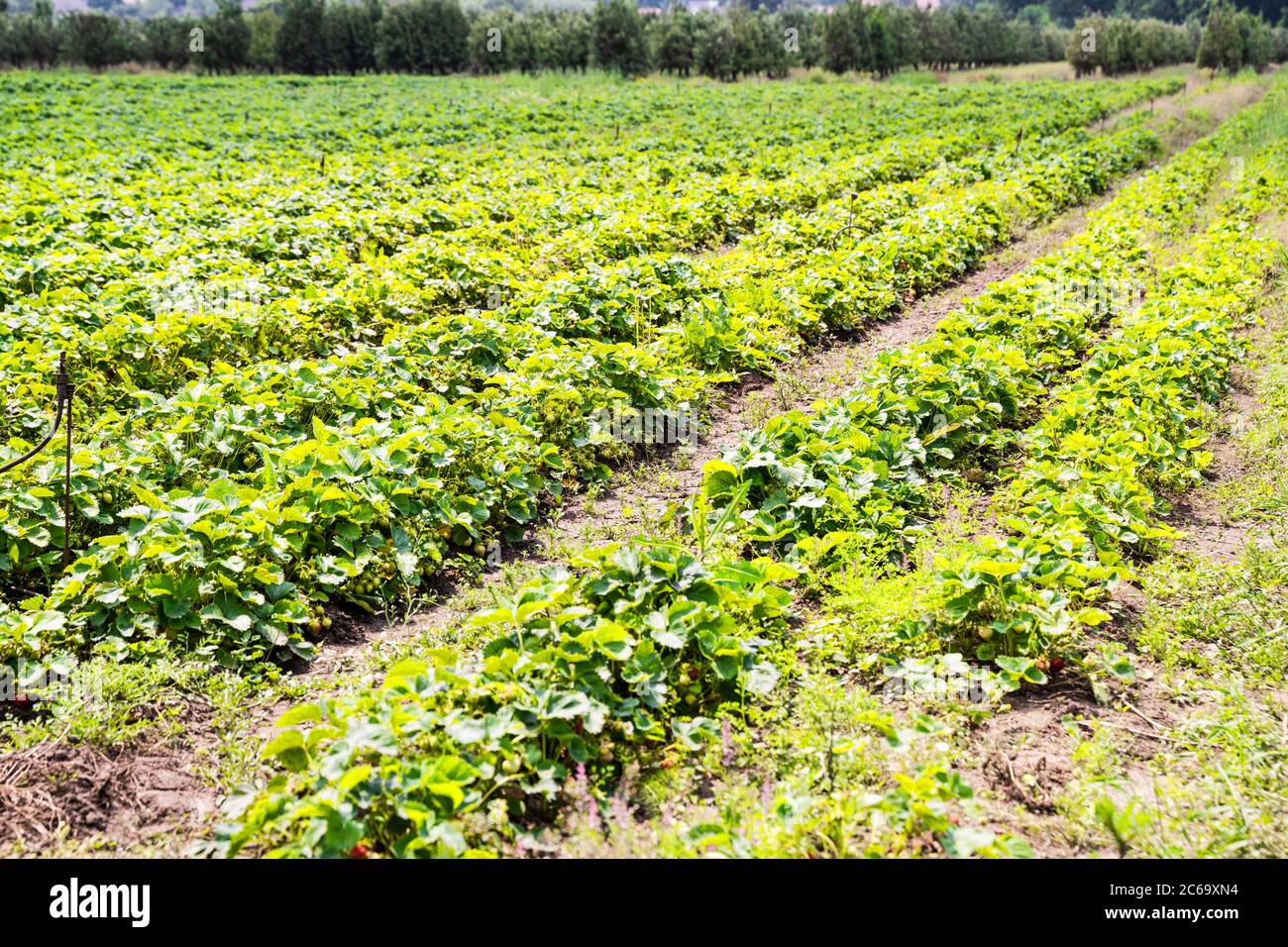 Landschaft Monokultur Erdbeere Pflanze Feld Wachstum Farm Stockfoto