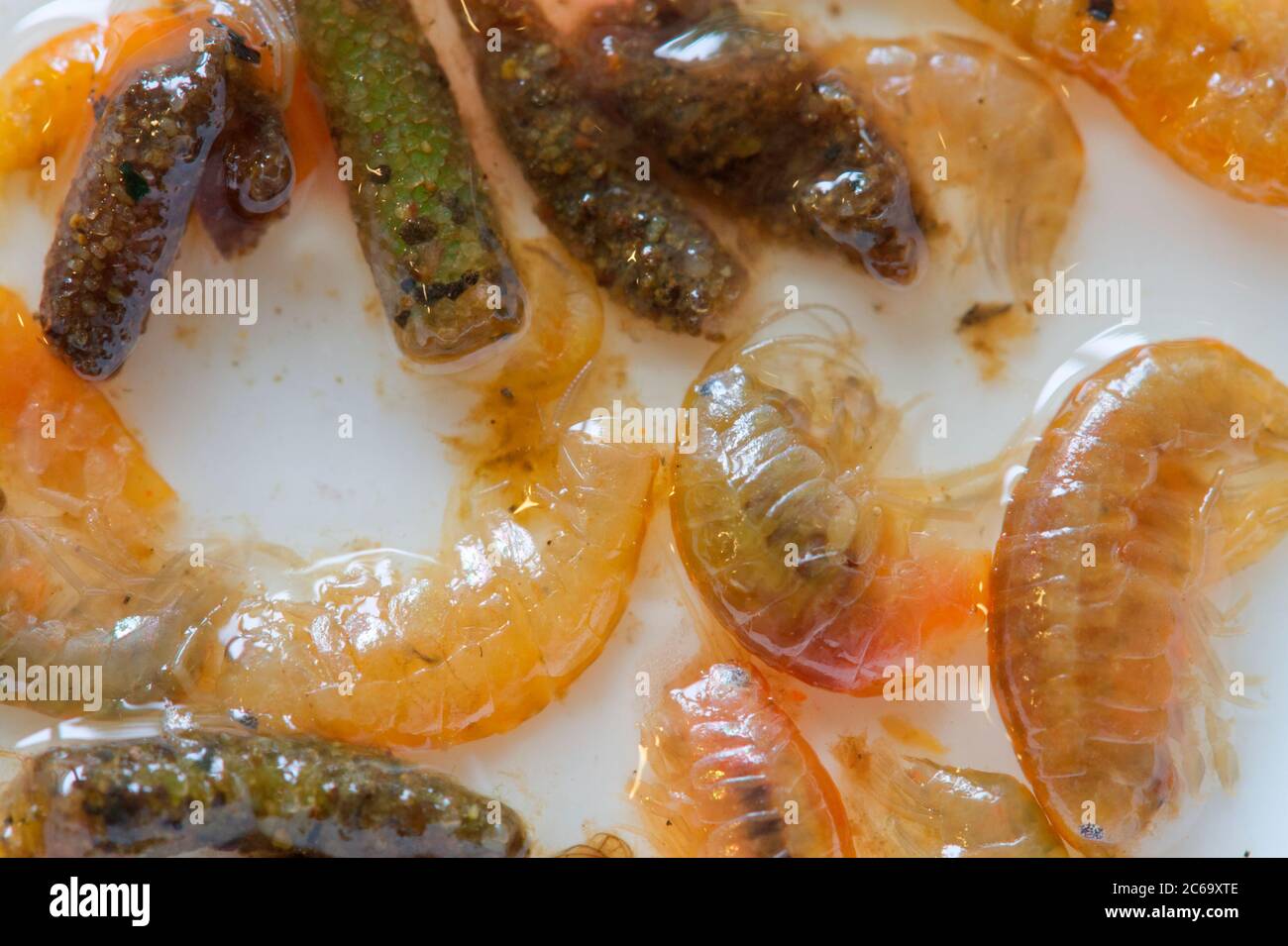 Insektenlarven und Garnelen, die von Süßwasserforellen in Orkney Loch gefressen werden Stockfoto