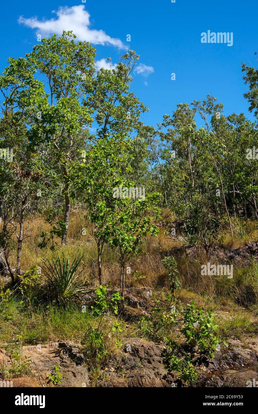 Australische Buschland im Litchfield National Park, Northern Territory, Australien. Stockfoto