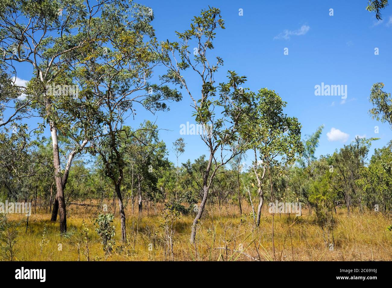 Australische Buschland im Litchfield National Park, Northern Territory, Australien. Stockfoto