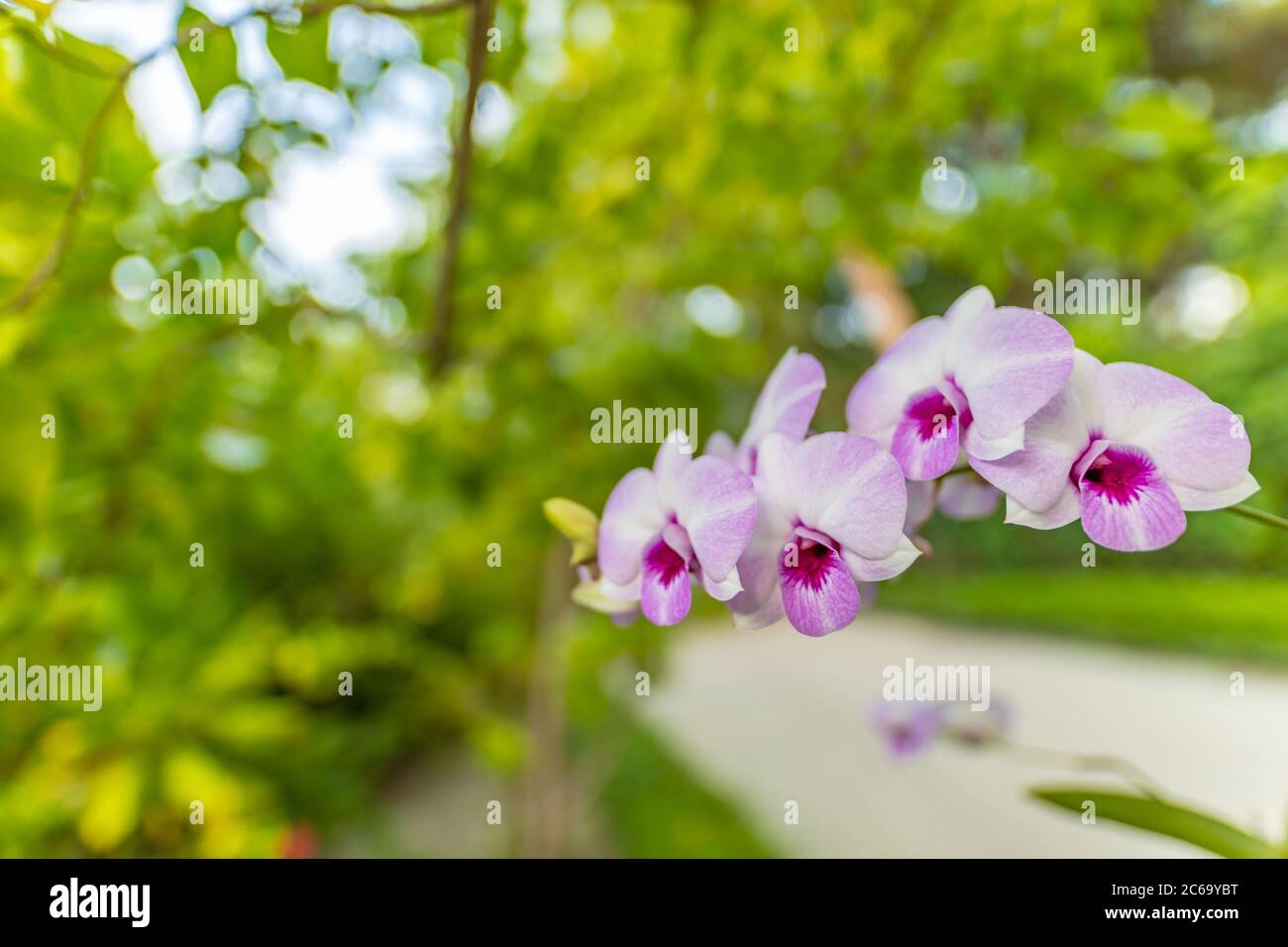 Schöne Orchideenblüte, die in der Regenzeit blüht, verschwommener tropischer Natur Hintergrund. Exotisches Blumenmuster mit weichem Fokus Stockfoto