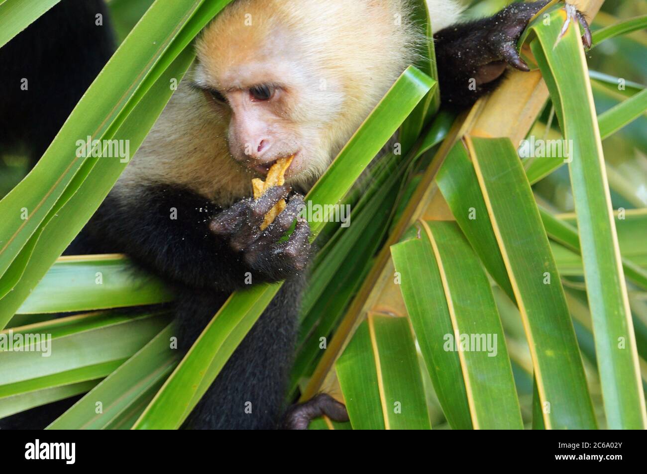 Kapuziner Affe mit einem knackigen Stockfoto