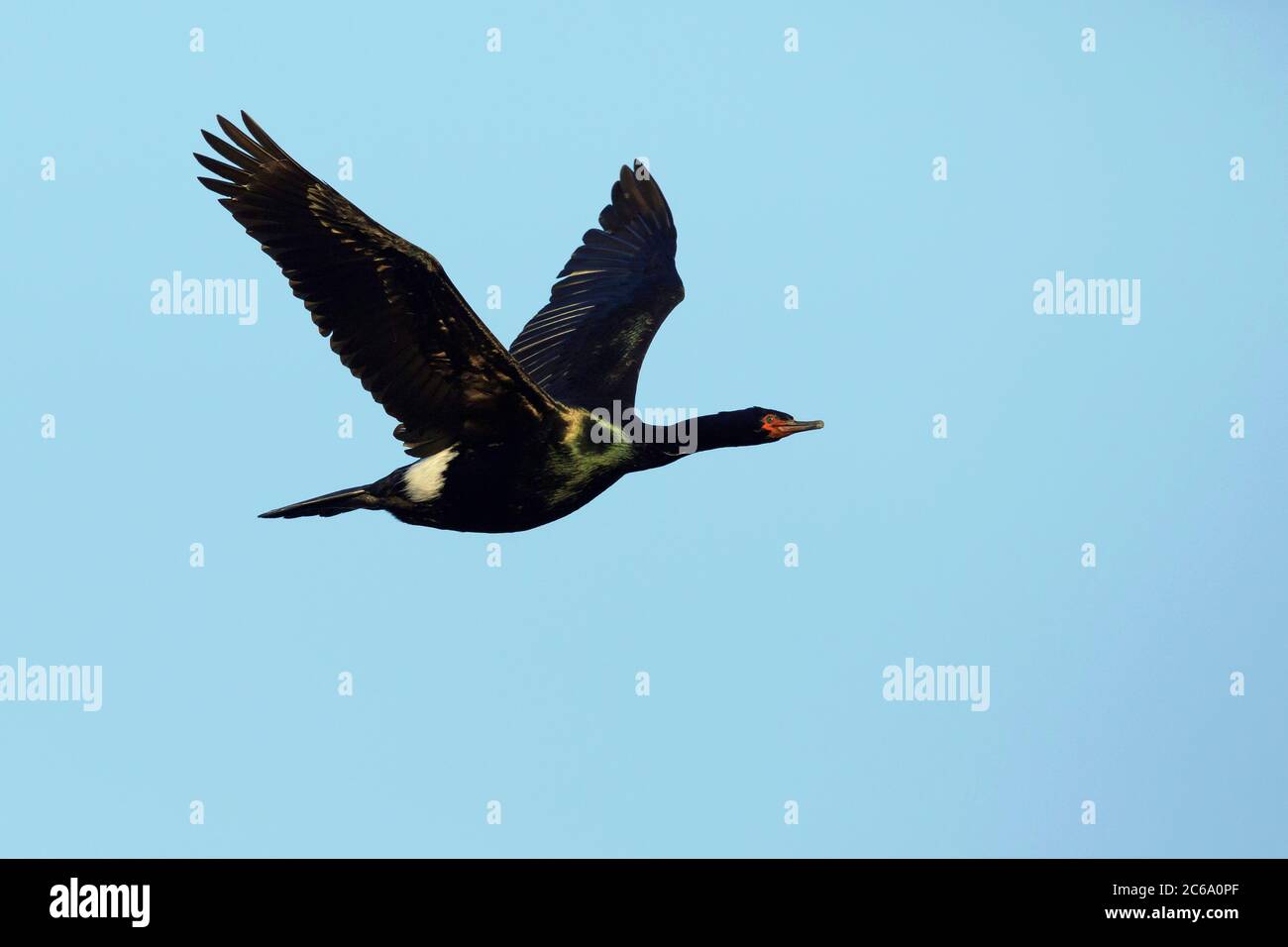 Nach pelagische Kormoran (Phalacrocorax pelagicus) im Sommer Gefieder im Flug über den Pazifischen Ozean aus Halbinsel Seward, Alaska, USA. Stockfoto