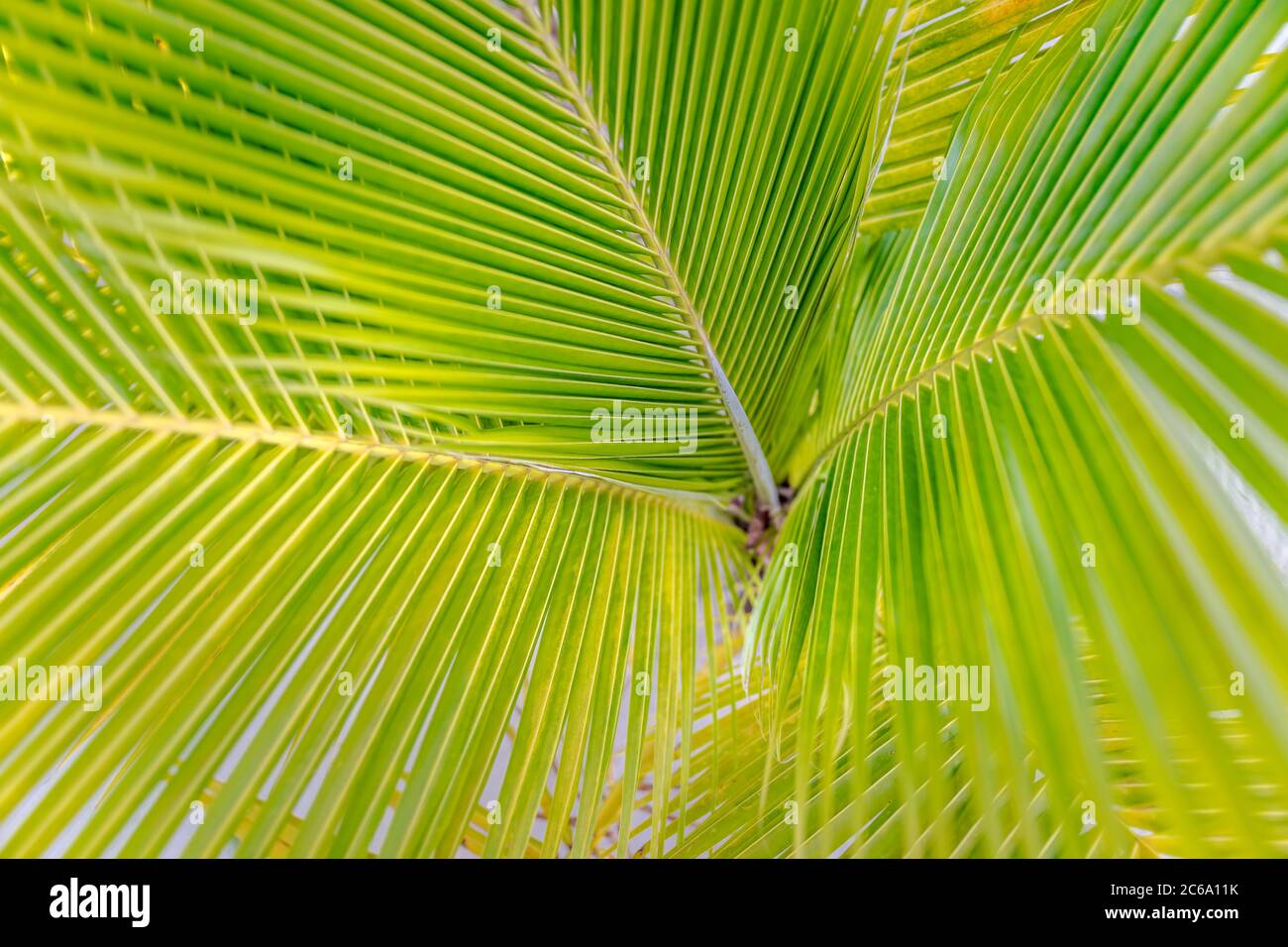 Exotische grüne Palmwedel, üppige Wand aus tropischen Blättern, Formen und Texturen. Sonnige frische grüne Palmblätter Stockfoto