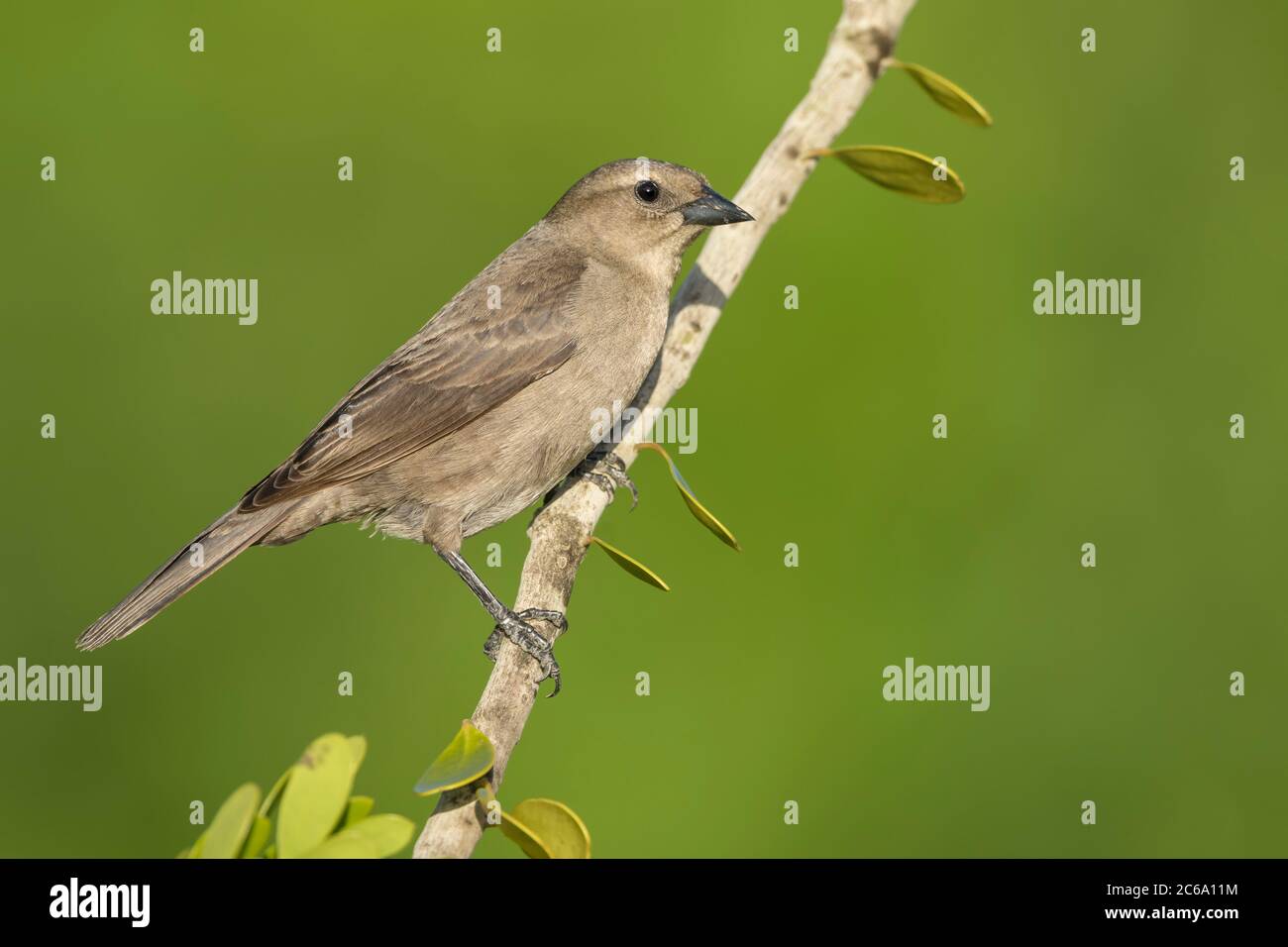 Weibchen glänzender Kuhvogel (Molothrus bonariensis) in Florida, USA Stockfoto