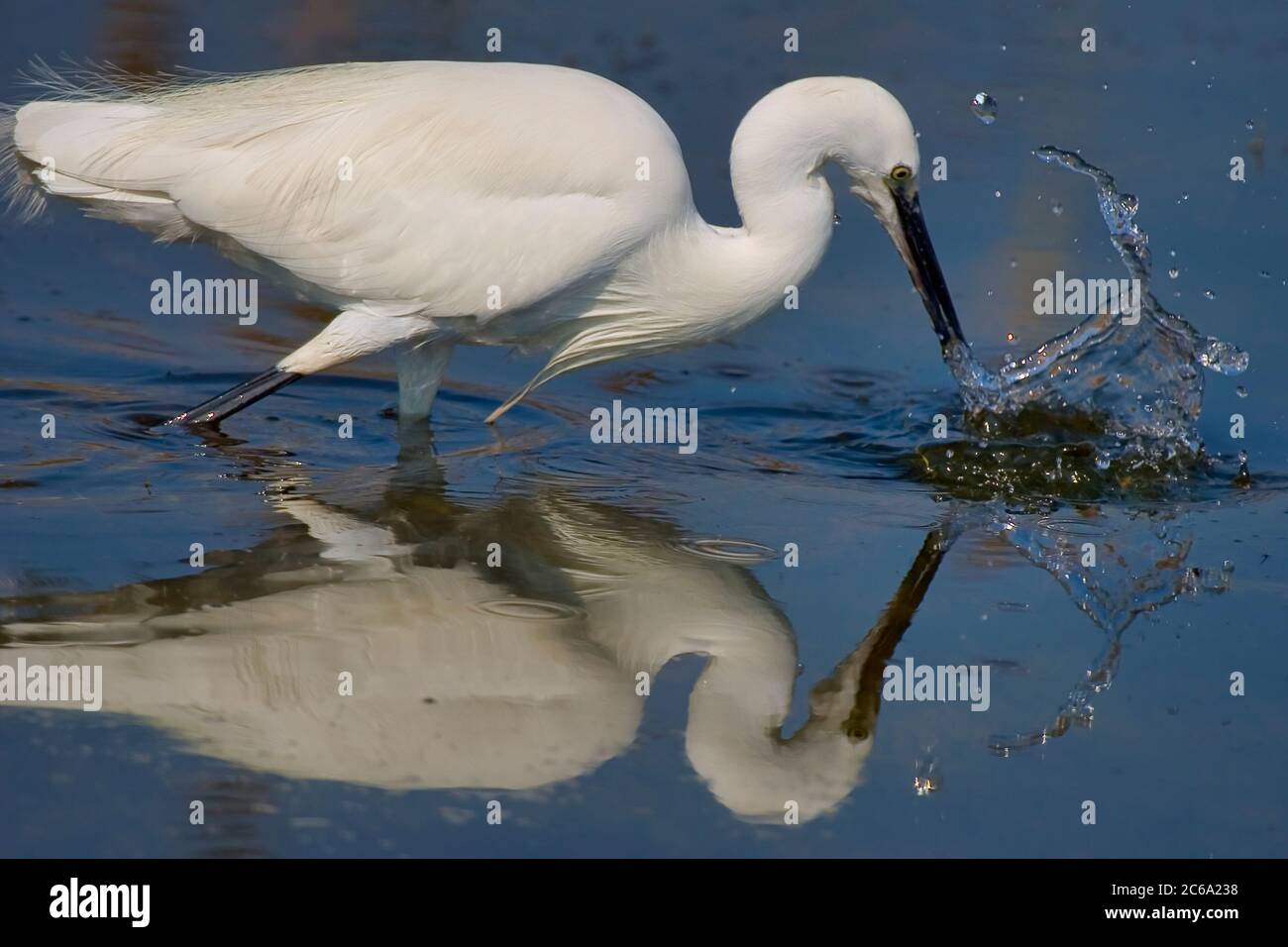 Kleiner Reiher, Egretta garzetta, kleiner Reiher, Naturpark Salinas de Santa Pola, Alicante, Comunidad Valenciana, Spanien, Europa Stockfoto