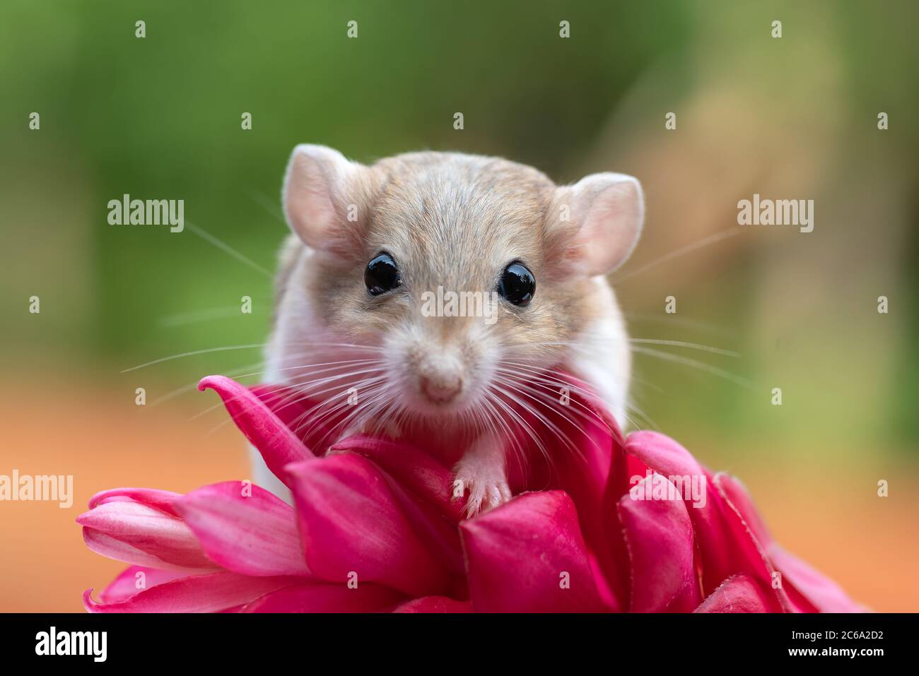Porträt einer Gerbil auf einer tropischen Blume, Indonesien Stockfoto