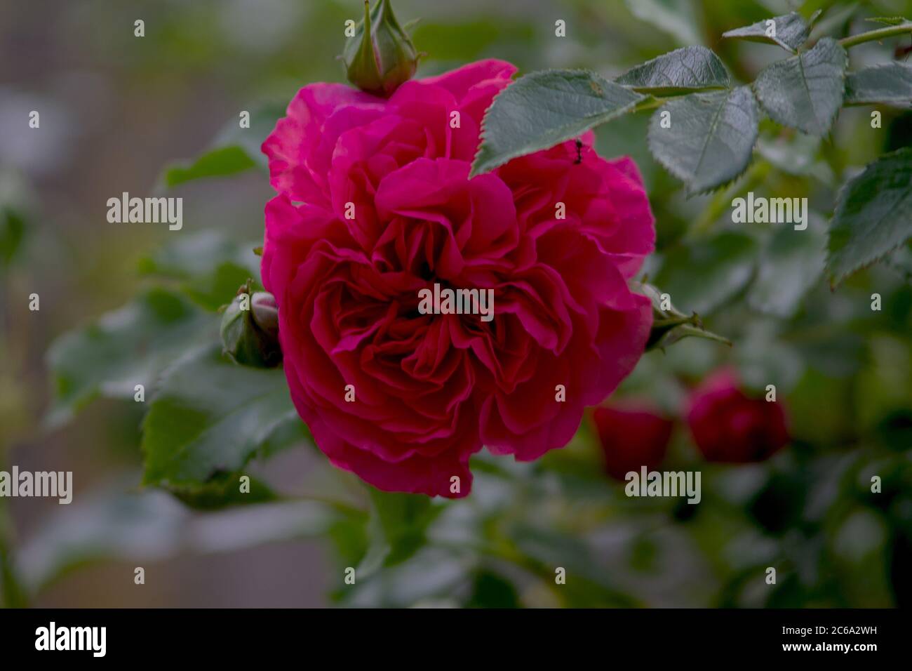 Schöne rote Rosenblüte einer Buschrose im Vordergrund. Jetzt zu pflücken und es deinem Liebsten zu geben. Stockfoto