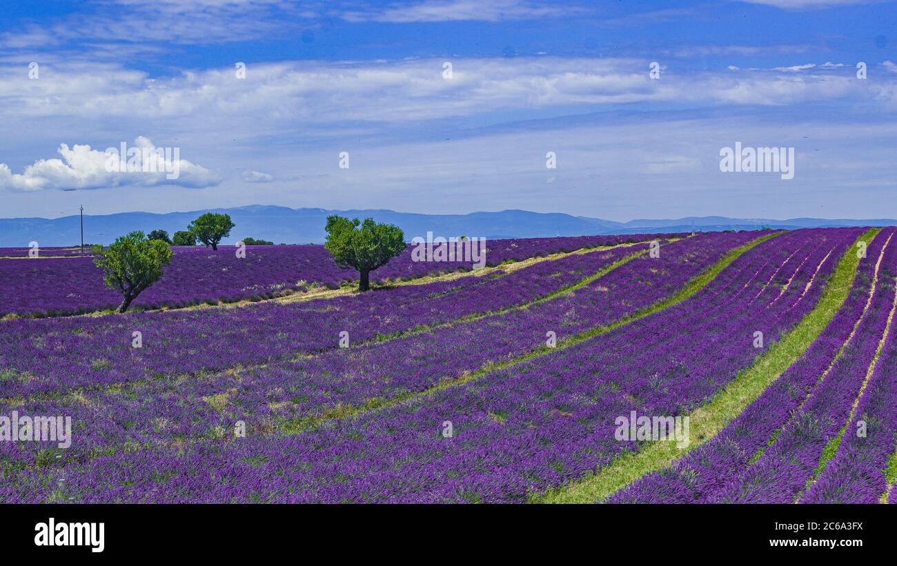 Lavendelfelder Stockfoto