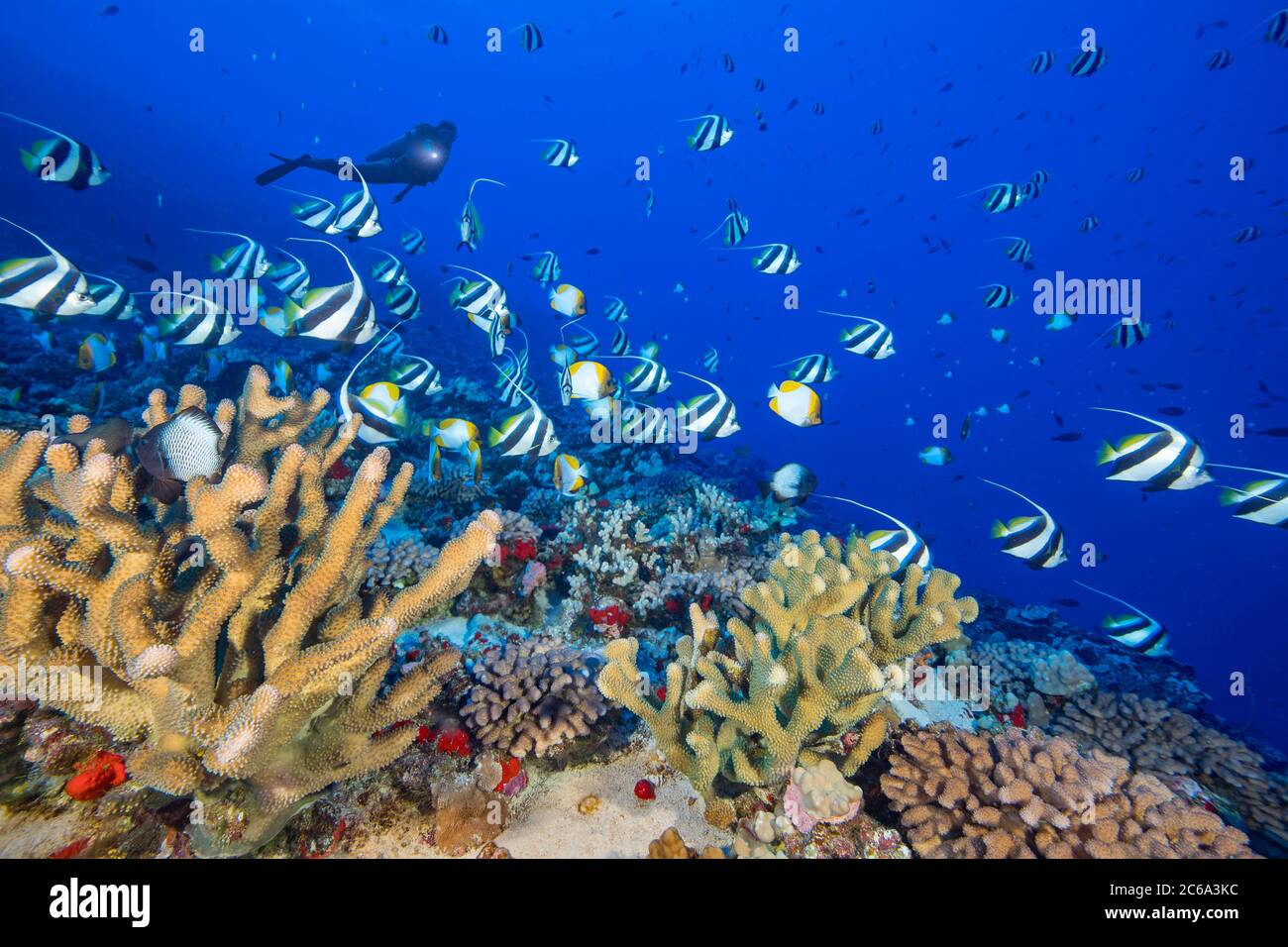 Geweih-Korallen, Schulbannerfische und Pyramiden-Falterfische füllen diese tiefe Riffszene zusammen mit einem Taucher (MR), Hawaii. Stockfoto