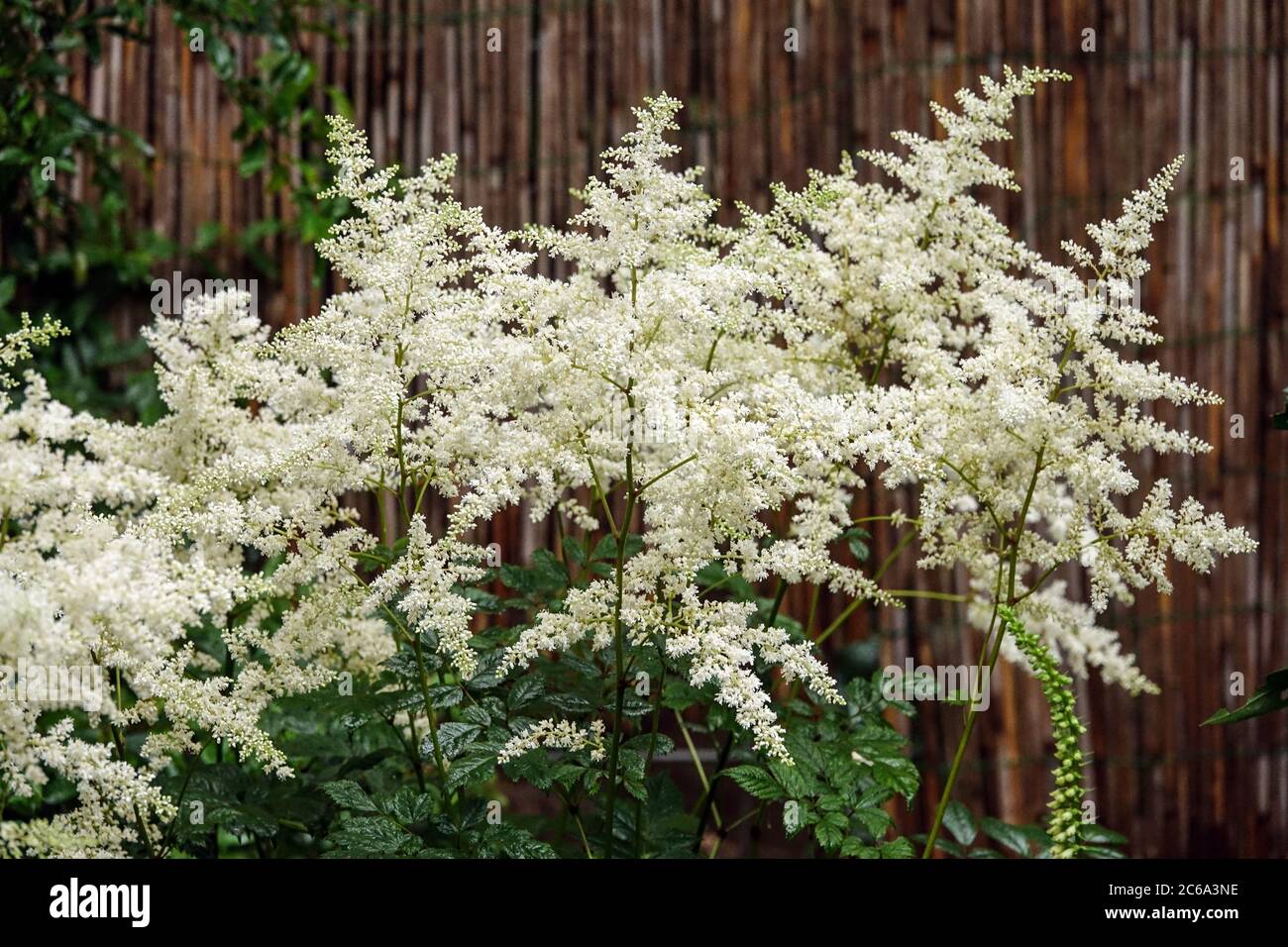 White Astilbe „Gladstone“ Stockfoto