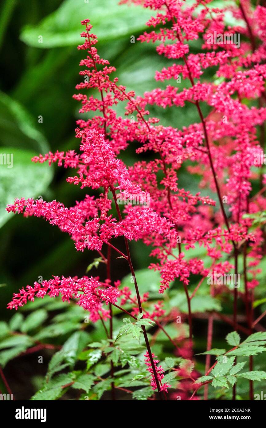Astilbe etna Fotos und Bildmaterial in hoher Auflösung Alamy