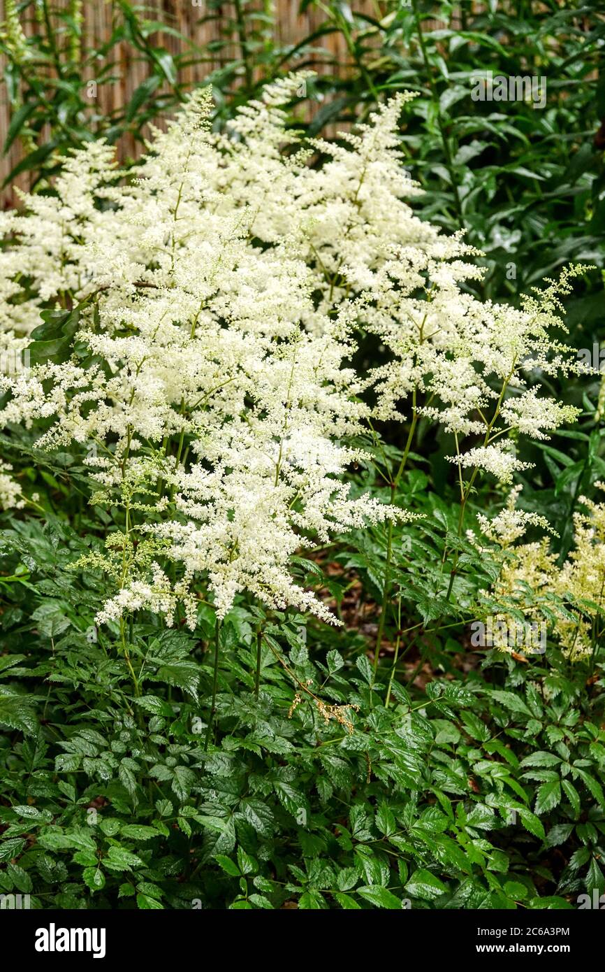 White Astilbe „Gladstone“ Stockfoto