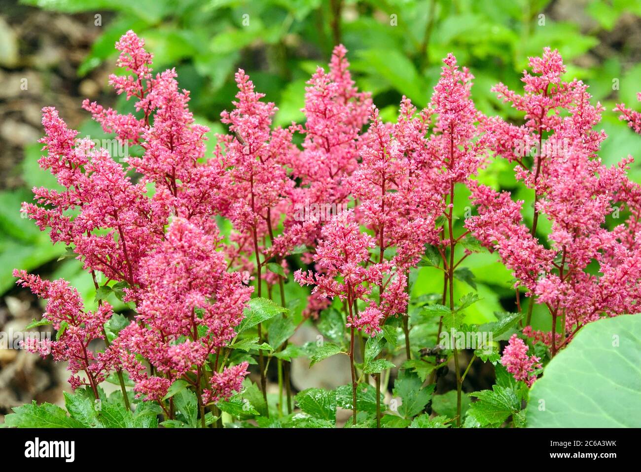 Pink Astilbe „Astary Rosa“ Gartenblumen Stockfoto