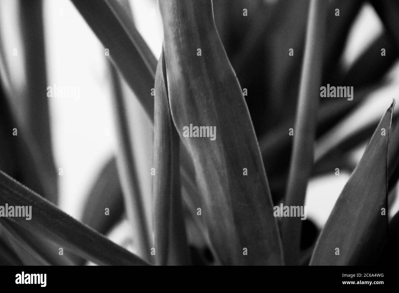Es hat Zierpflanzen wie Aloe Vera und Blattpflanzen vor dem schwarz-weißen Bild. Stockfoto