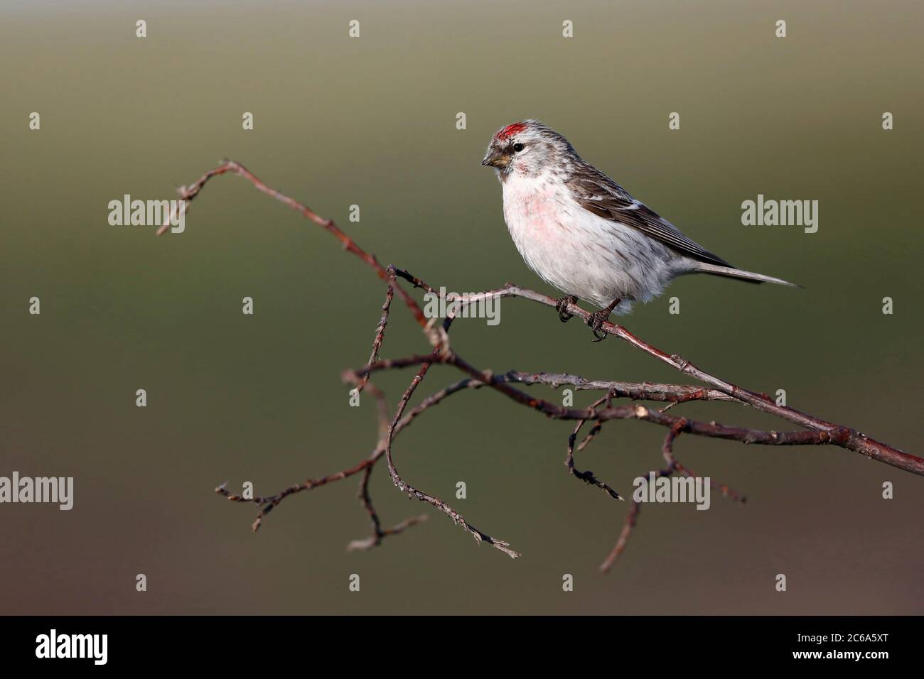 Adulter Arktischer Rotpoll (Acanthis hornemanni exilipes) auf kleinen Zweigen. Stockfoto
