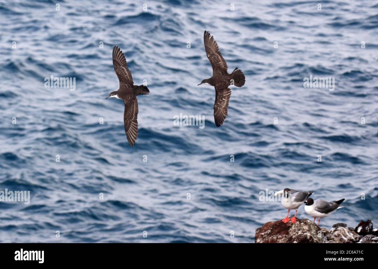 Galapagos-Scherwasser (Puffinus subalaris) im Flug auf den Galapagos-Inseln, Ecuador. Zwei Vögel jagen sich mit Schwalbenschwanzmöwen im b Stockfoto