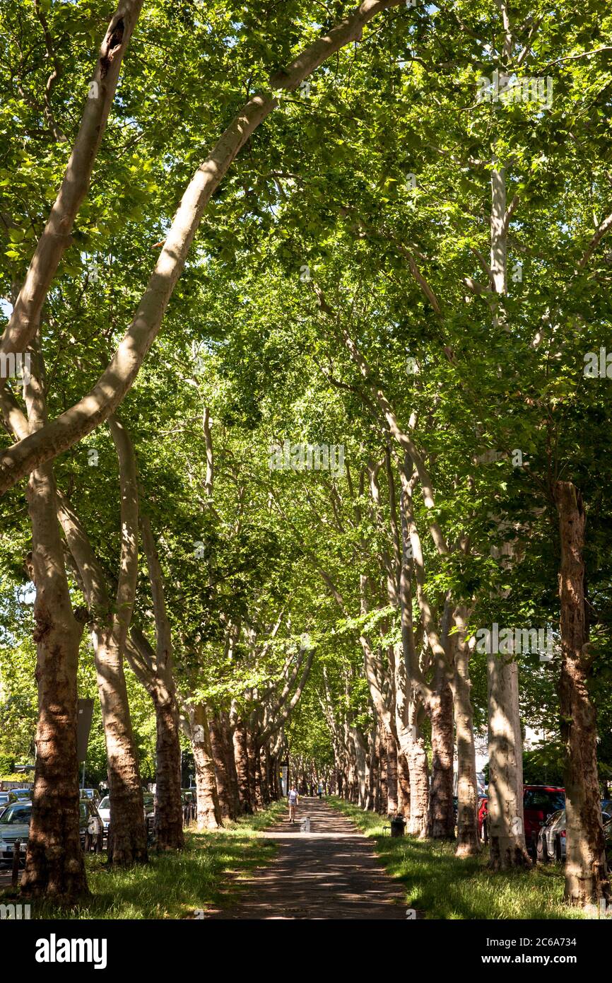 Flugzeug-lined parkway auf der Straße Bayenthalguertel im Stadtteil Bayenthal, Köln, Deutschland. Platanenallee am Bayenthalguertel im Stadtteil Bayent Stockfoto