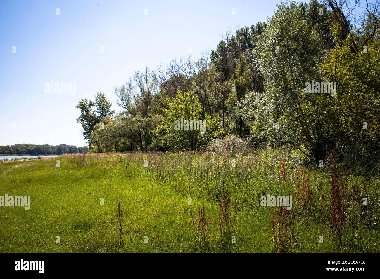 Rheinwiesen und Auenwald in Rodenkirchen-Weiss, Köln, Deutschland. Rheinaue und Auenwald im Weissen Rheinbogen in Rodenkirchen-Weiss, Stockfoto