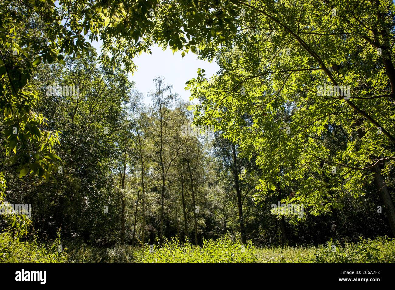 Auenwald am Rhein in Rodenkirchen-Weiss, Köln, Deutschland. Auenwald im Weissen Rheinbogen in Rodenkirchen-Weiss, Köln, Deutschlan Stockfoto