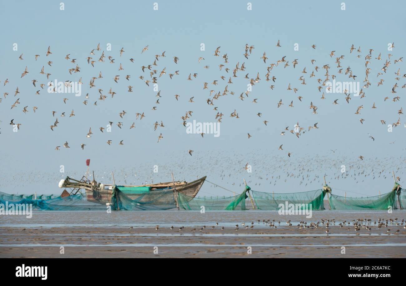 Große Watvögel im Flug über die Küsten-Schlamm-Ebenen an der Ostküste Chinas. Wichtiges Einsatzgebiet für viele bedrohte Arten entlang der östlichen Asi Stockfoto