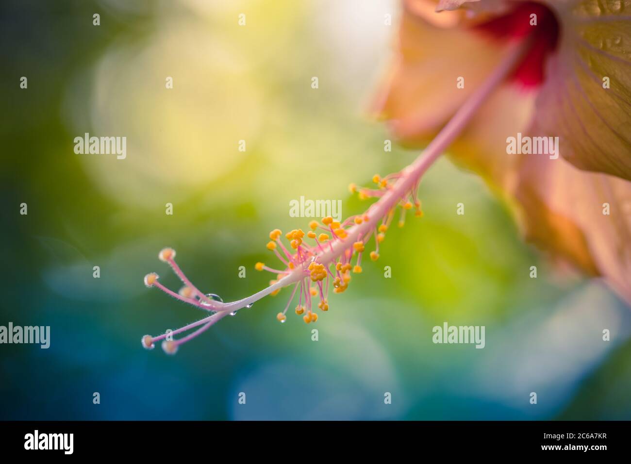 Nahaufnahme der wunderschönen Hibiskusblüte mit unscharfem Naturhintergrund. Magischer Traum floral Natur Makro, Regentropfen auf Blütenblättern mit sonniger Aussicht. Stockfoto