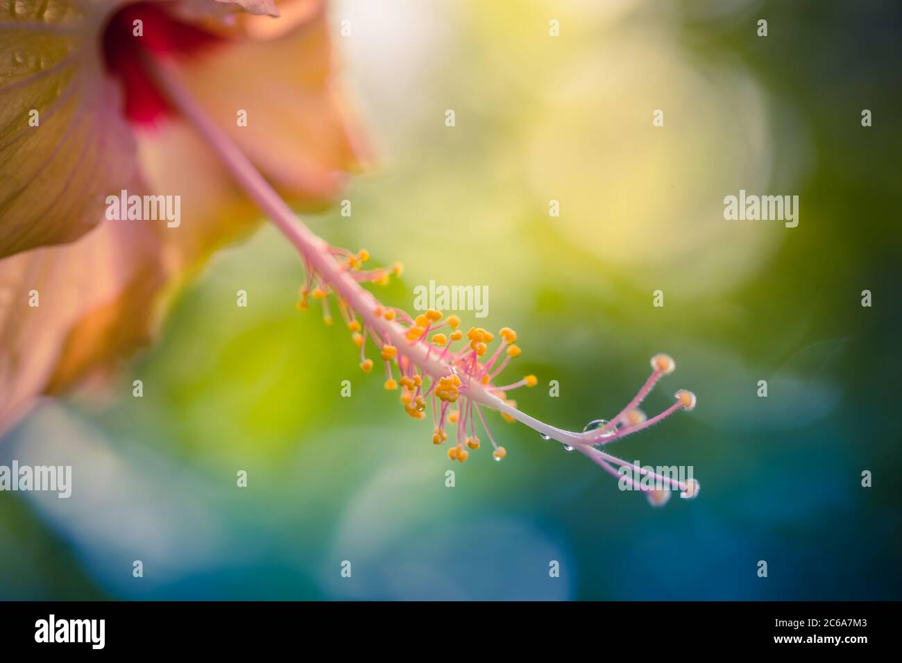 Nahaufnahme der wunderschönen Hibiskusblüte mit unscharfem Naturhintergrund. Magischer Traum floral Natur Makro, Regentropfen auf Blütenblättern mit sonniger Aussicht. Stockfoto