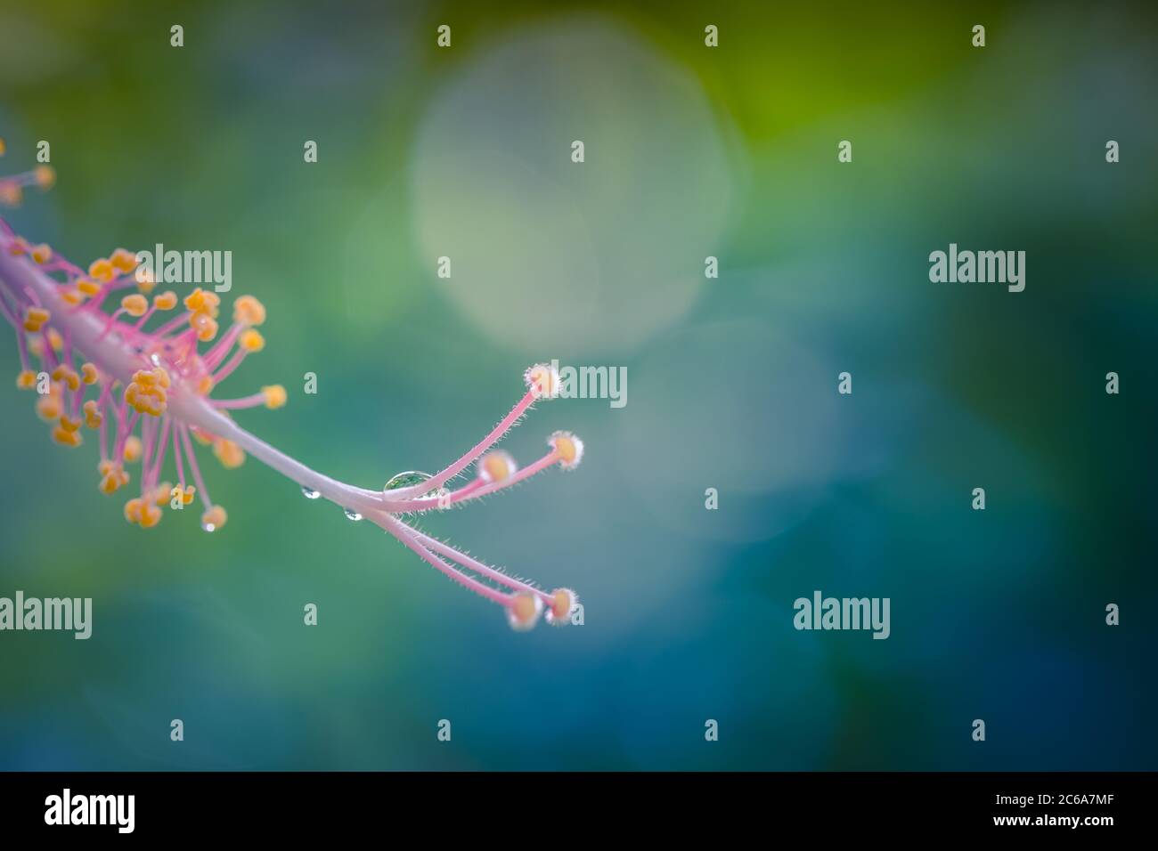 Nahaufnahme der wunderschönen Hibiskusblüte mit unscharfem Naturhintergrund. Magischer Traum floral Natur Makro, Regentropfen auf Blütenblättern mit sonniger Aussicht. Stockfoto
