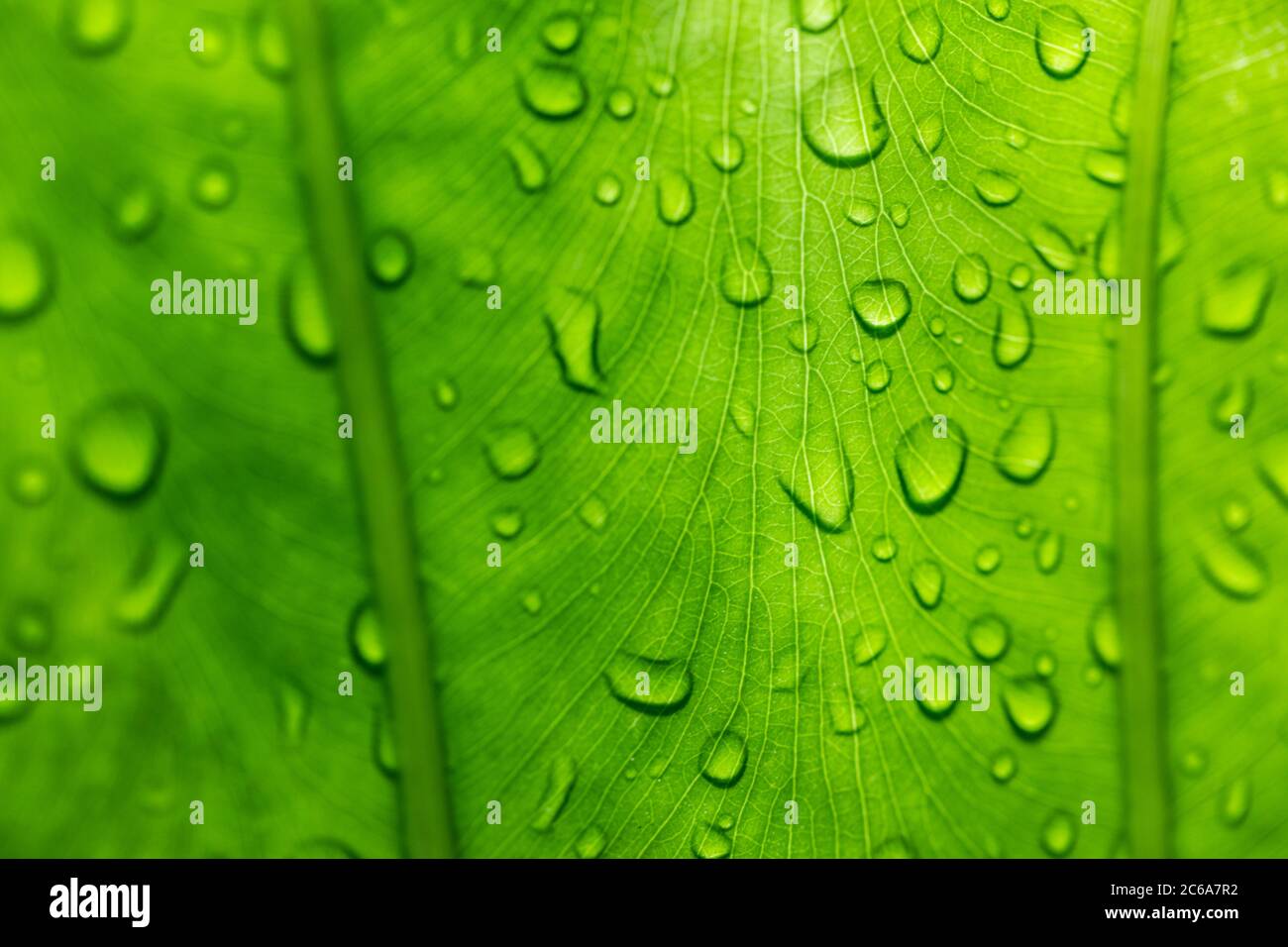 Schönes grünes Blatt mit Wassertropfen Stockfoto
