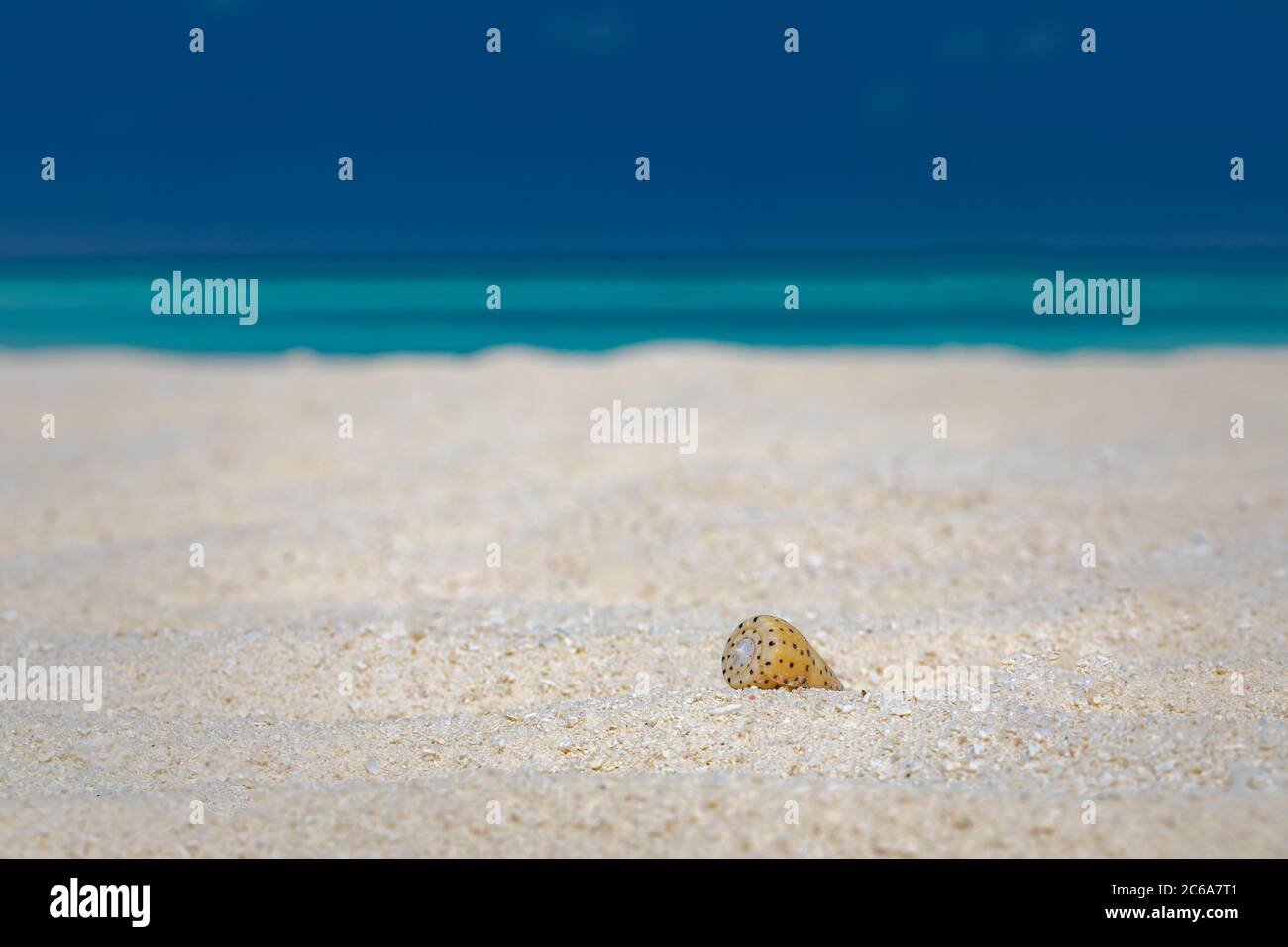 Shell am Strand. Meeresmuschel am Strand über Meeresgrund Stockfoto