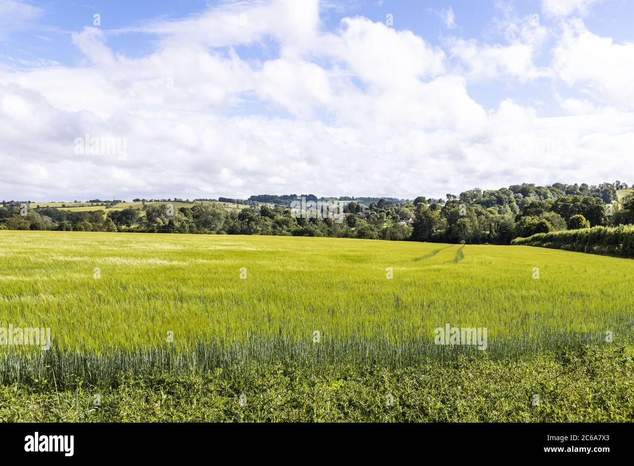 Blick über ein Gerstenfeld zum Cotswold-Dorf Guiting Power, Gloucestershire UK Stockfoto