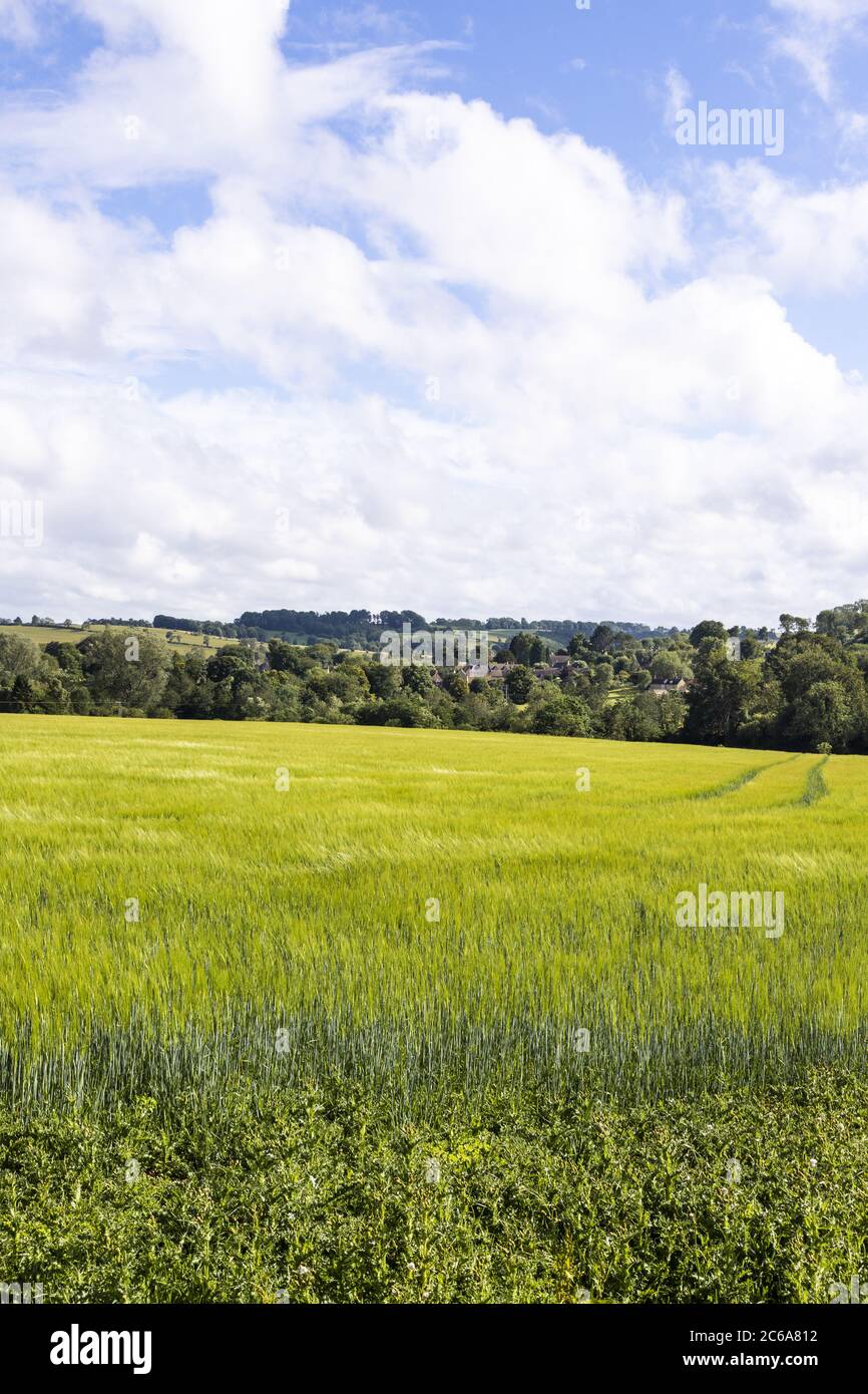 Blick über ein Gerstenfeld zum Cotswold-Dorf Guiting Power, Gloucestershire UK Stockfoto