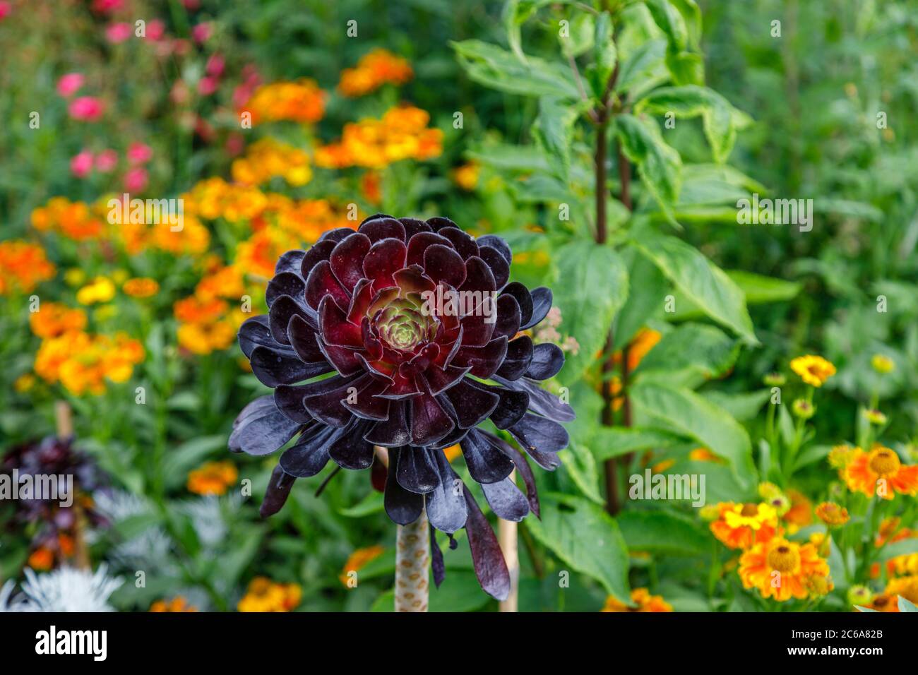 Aeonium arboreum 'Zwartkopf' (Schwarze Rose), Baum Aeonium, eine hohe Sukkulente mit verzweigten Stängeln und schwarzen Rosettenblättern, die im Sommer an einer Grenze wachsen Stockfoto