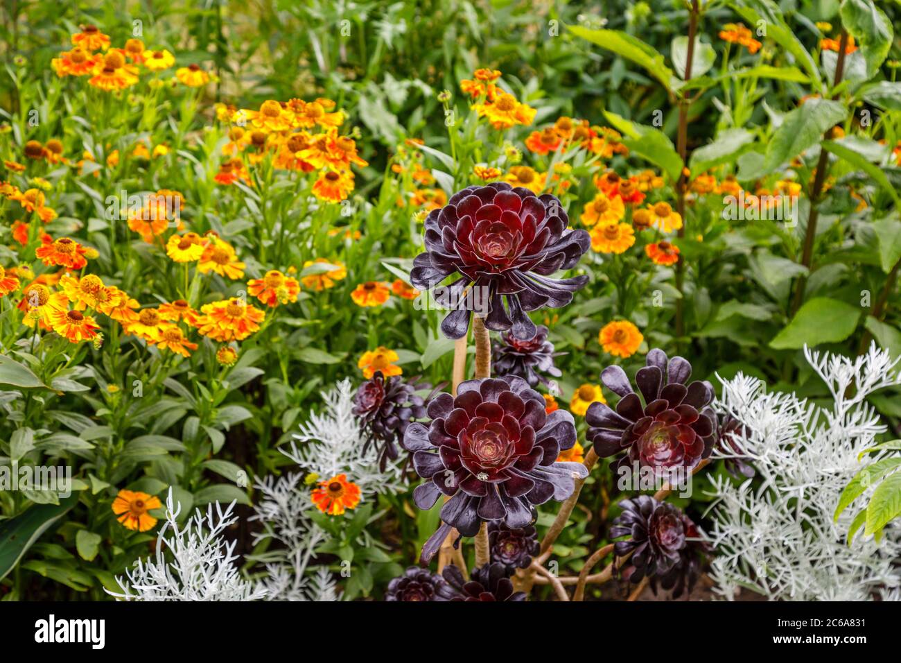 Aeonium arboreum 'Zwartkopf' (Schwarze Rose), Baum Aeonium, eine hohe Sukkulente mit verzweigten Stängeln und schwarzen Rosettenblättern, die im Sommer an einer Grenze wachsen Stockfoto