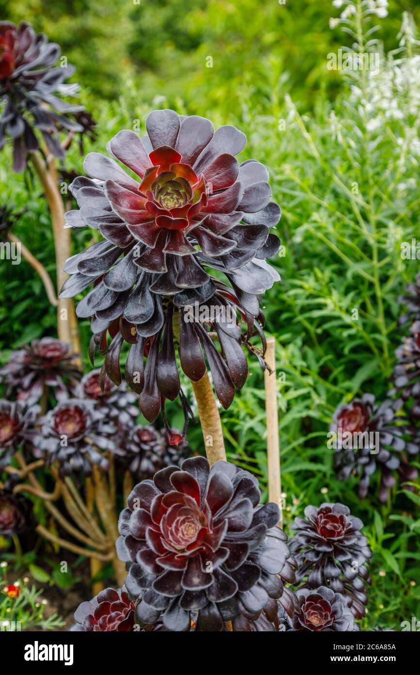 Aeonium arboreum 'Zwartkopf' (Schwarze Rose), Baum Aeonium, eine hohe