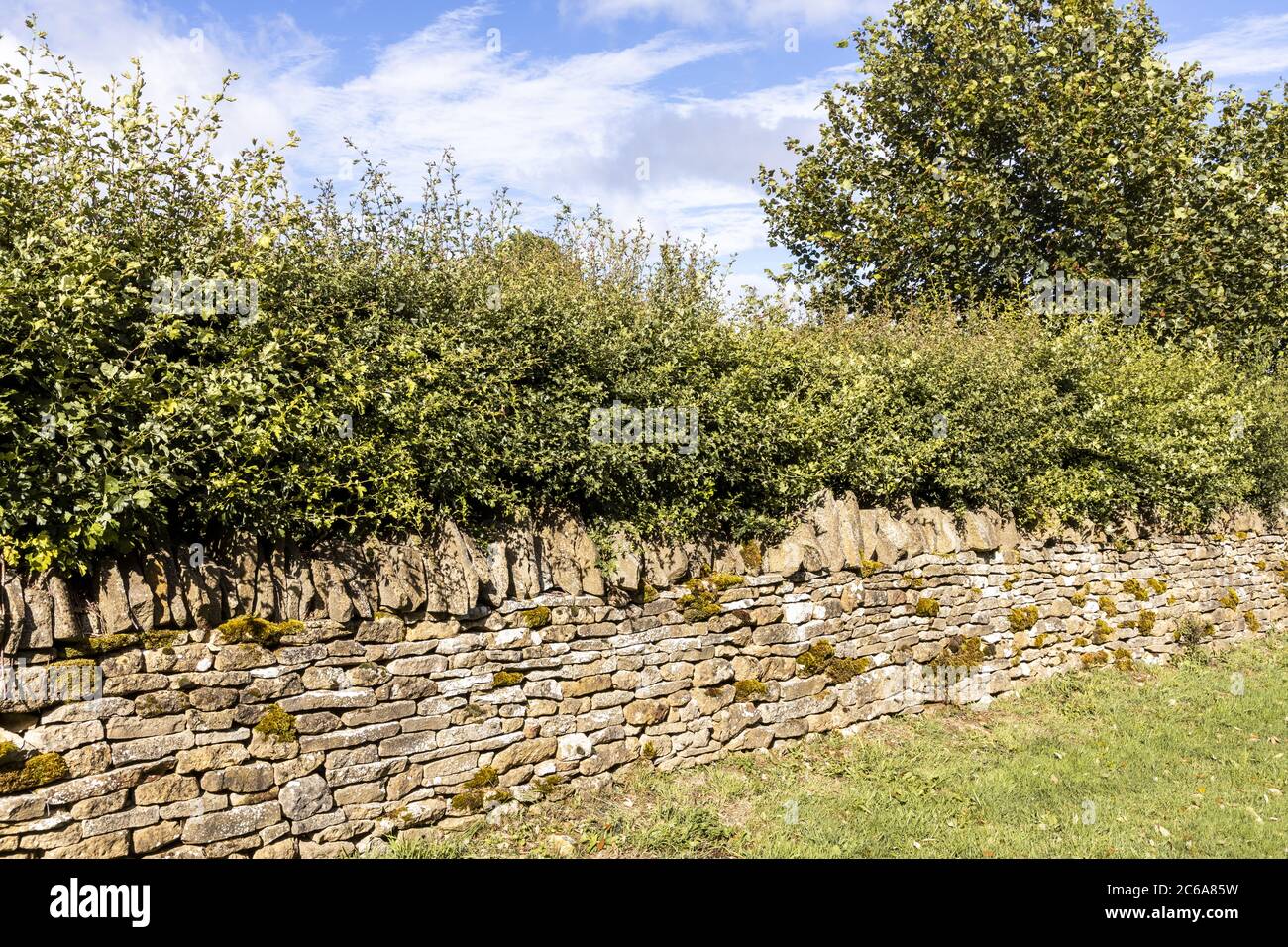 Eine Weißdornhecke, die hinter einer traditionellen Trockensteinmauer in der Nähe des Cotswold-Dorfes Guiting Power in Gloucestershire wächst Stockfoto