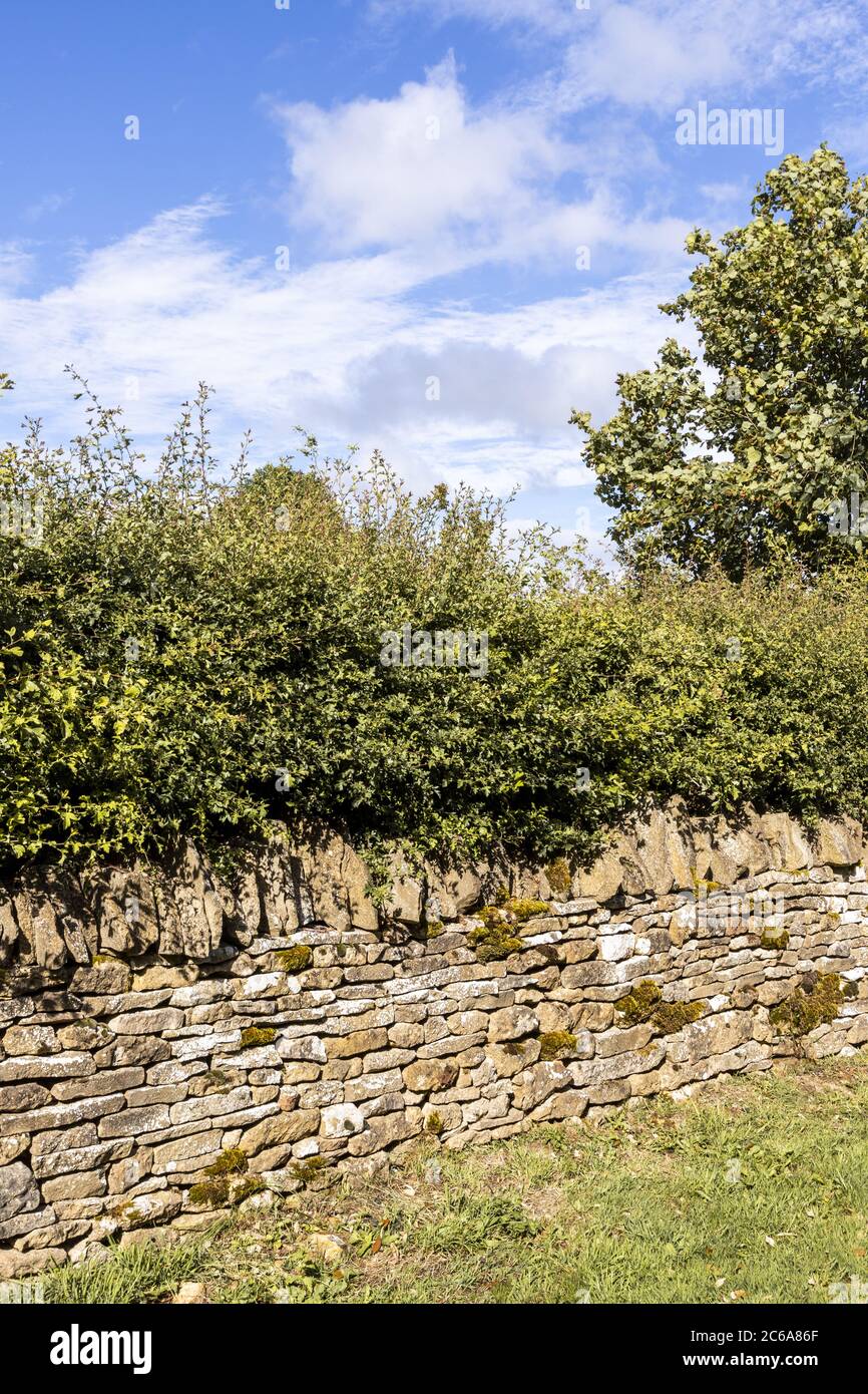 Eine Weißdornhecke, die hinter einer traditionellen Trockensteinmauer in der Nähe des Cotswold-Dorfes Guiting Power in Gloucestershire wächst Stockfoto