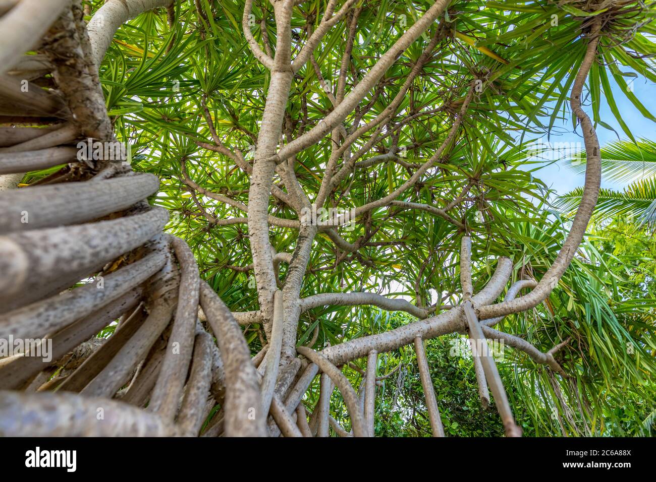 Abstrakte Naturansicht der Mangrovenwurzeln. Nahaufnahme eines tropischen Baumes. Stockfoto