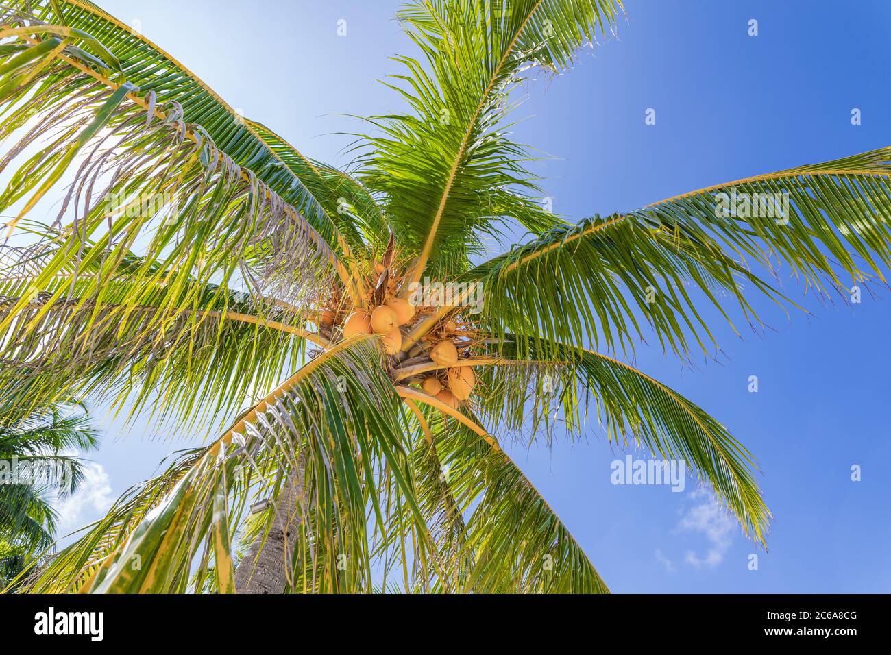 Sommer Strand Hintergrund Palmen gegen blauen Himmel Banner, tropische Reise Ziel Konzept Stockfoto
