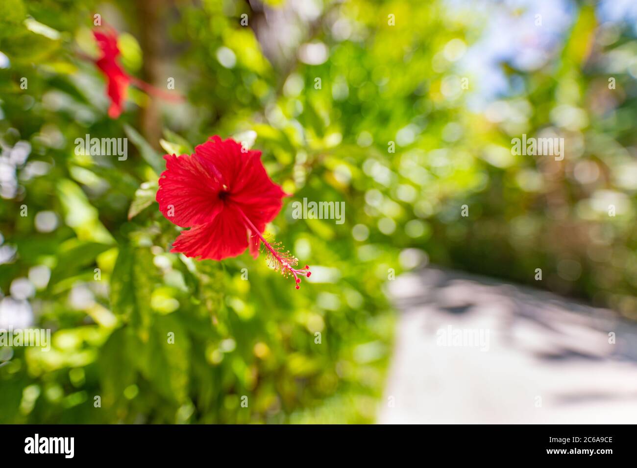 Exotischer tropischer Garten oder Park Natur mit Nahaufnahme Hibiskusblüte auf grünem Hintergrund. Im tropischen Garten. Atemberaubende Natur Stockfoto