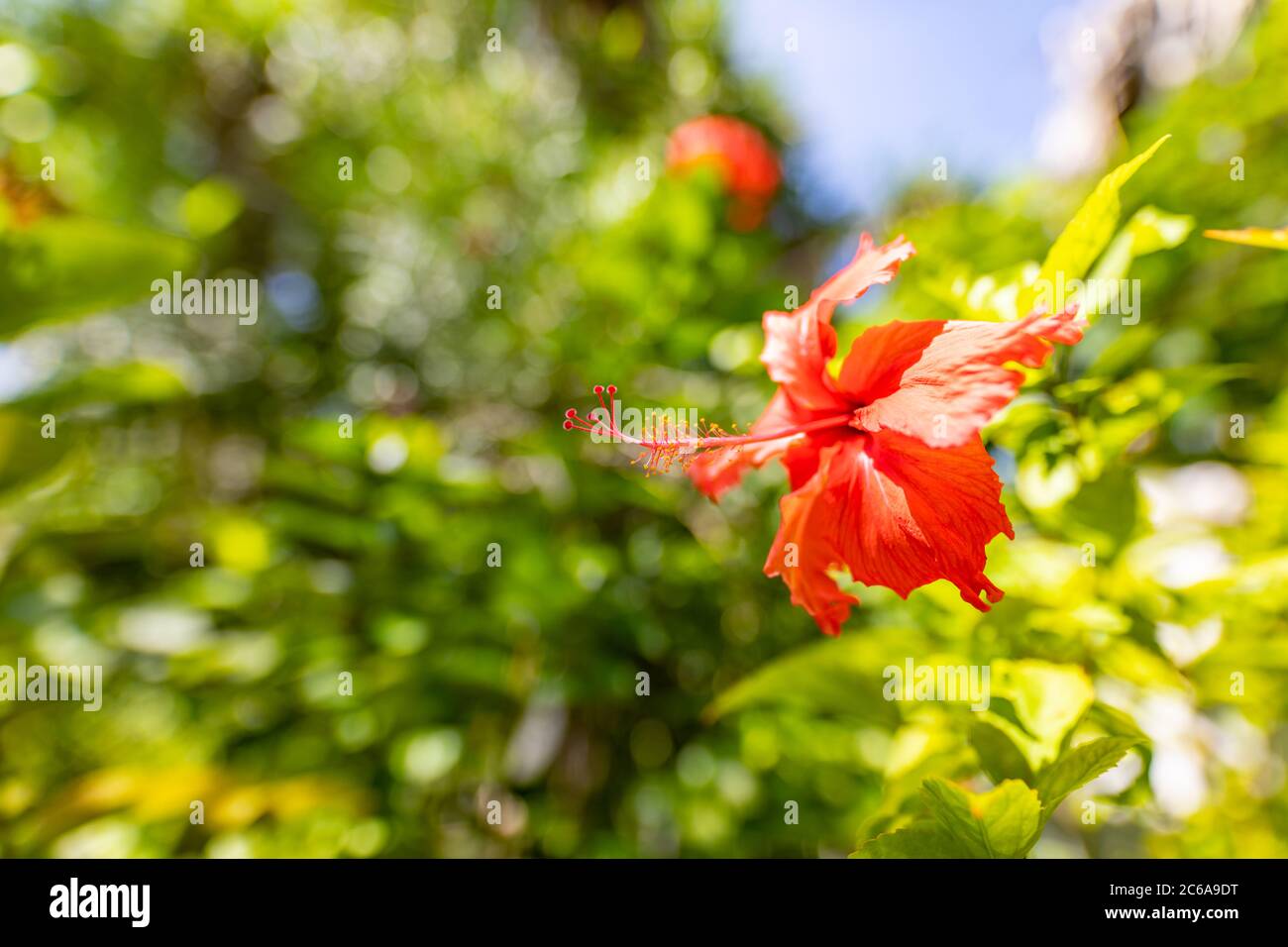 Exotischer tropischer Garten oder Park Natur mit Nahaufnahme Hibiskusblüte auf grünem Hintergrund. Im tropischen Garten. Atemberaubende Natur Stockfoto