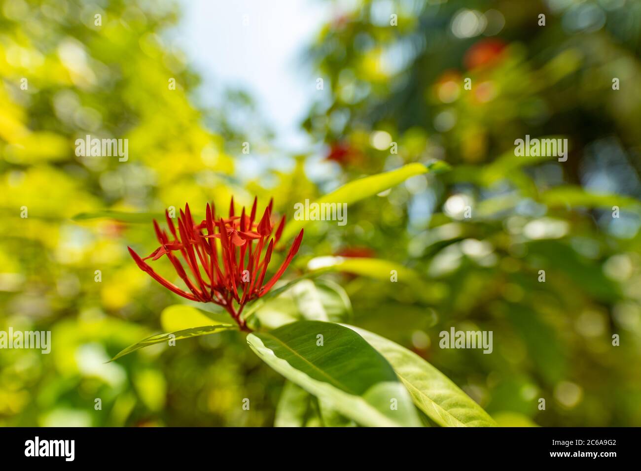 Exotischer tropischer Garten oder Park Natur mit Nahaufnahme Hibiskusblüte auf grünem Hintergrund. Im tropischen Garten. Atemberaubende Natur Stockfoto