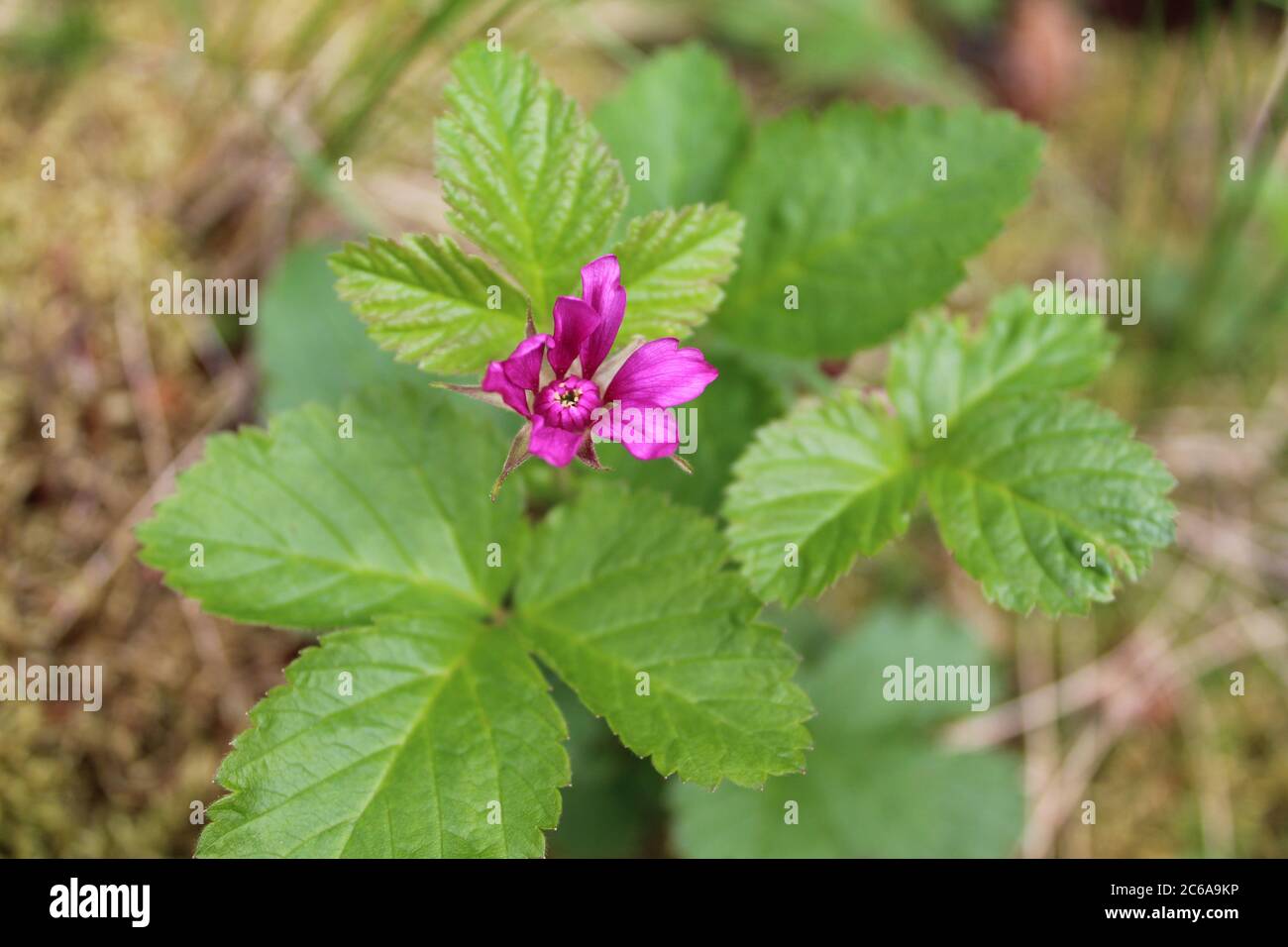 Salmonbeerblüte im Denali National Park Stockfoto