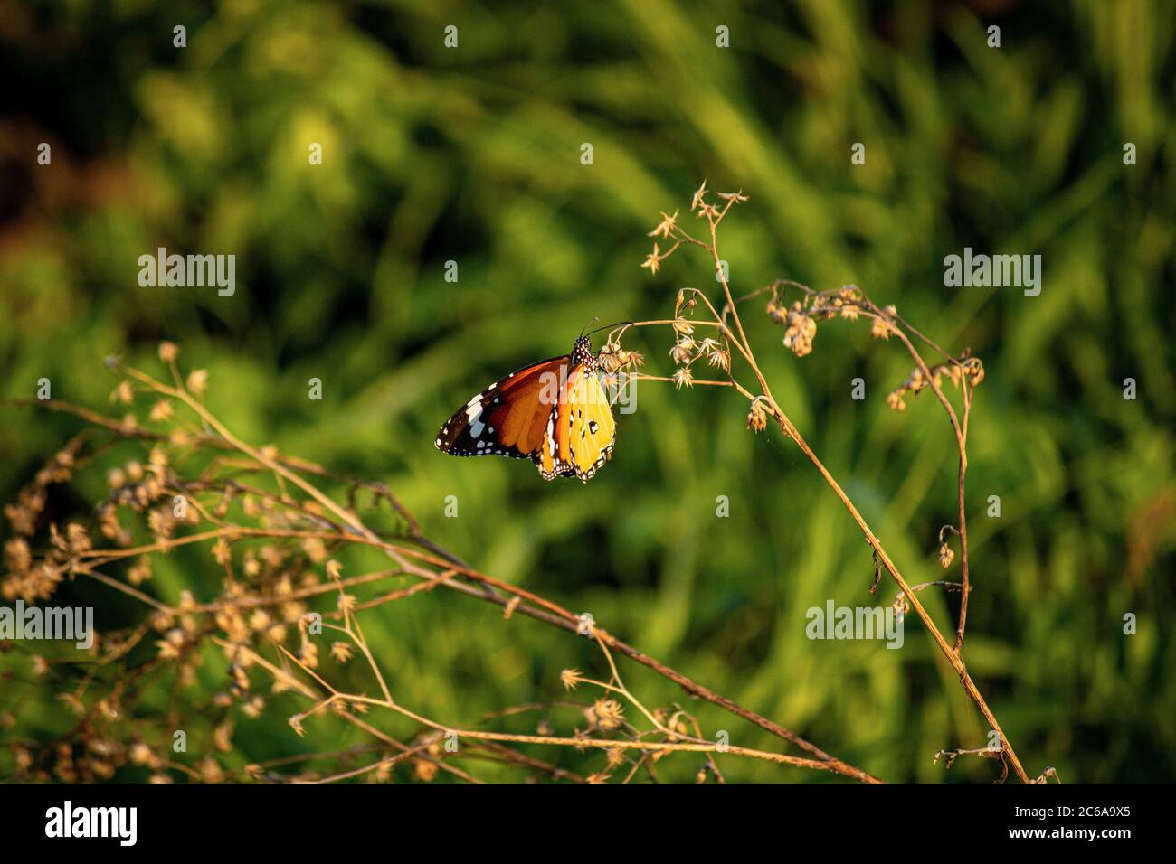 Metalmark Butterfly Stockfoto