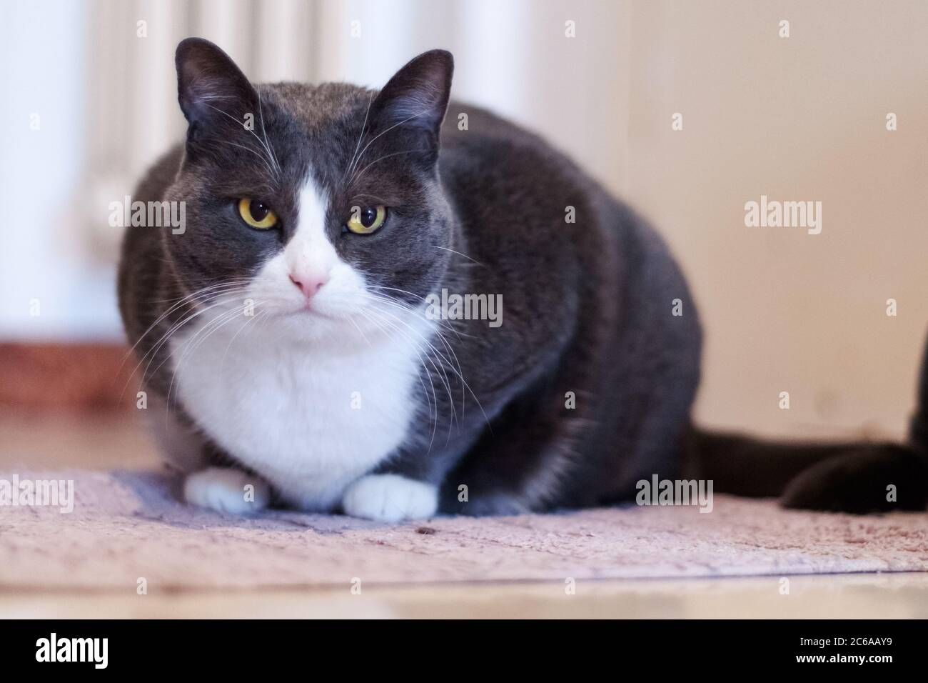 Mürrisch, schöne, weiße und graue Katze mit orangefarbenen Augen Stockfoto