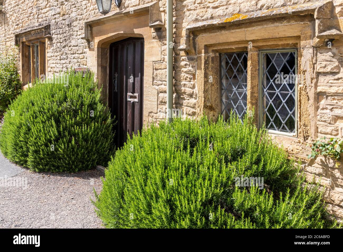 Zwei große Rosmarinsträucher wachsen vor der Haustür von Rosemary Cottage im Cotswold Dorf Lower Swwell, Gloucestershire UK Stockfoto