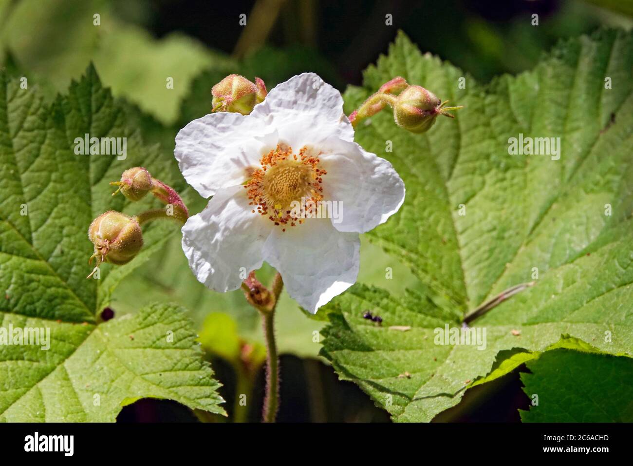 Die Blüte einer Himbeerpflanze, Rubus parviflorus, eine der essbaren Beeren, die in Nordamerika wild wächst. Dieses ist das Cascade Gebirge Stockfoto