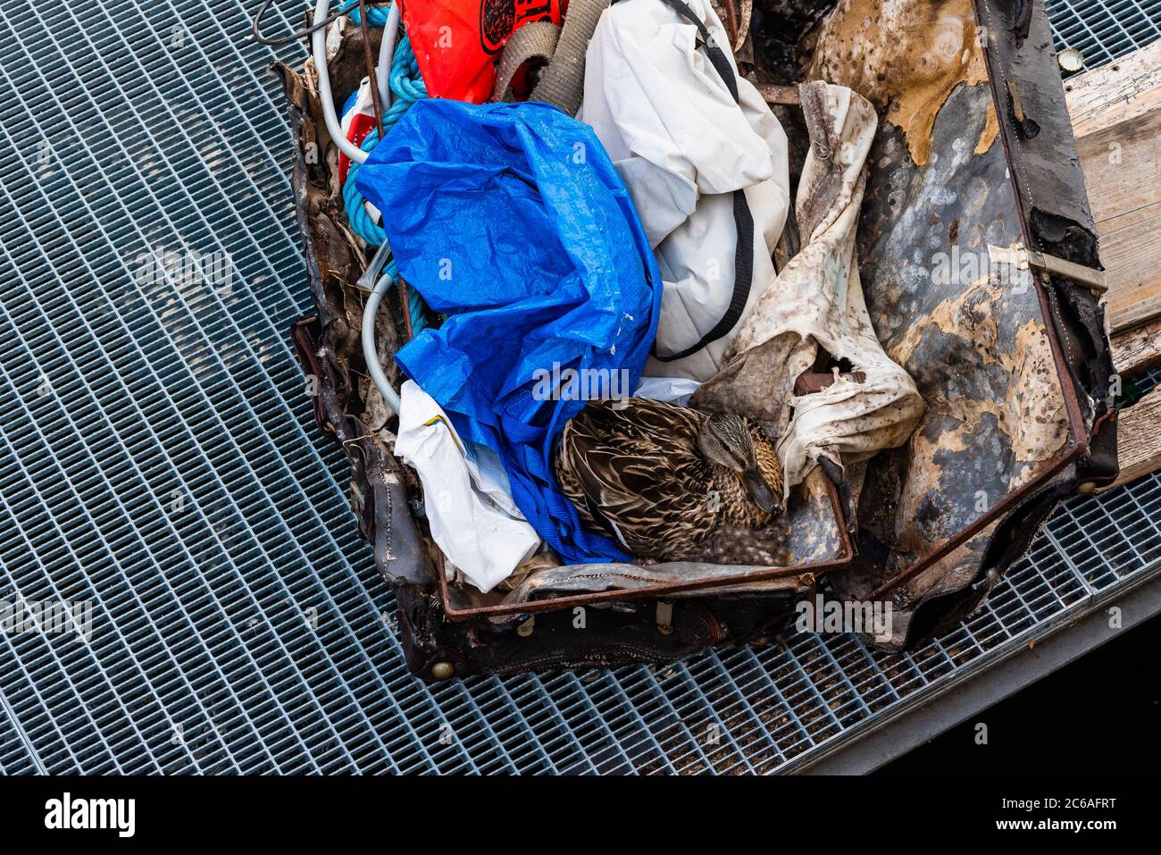 Eine Ente brütet in einem alten Koffer voller Müll, Suchbild, Koffer voller  Müll und eine Ente Stockfotografie - Alamy