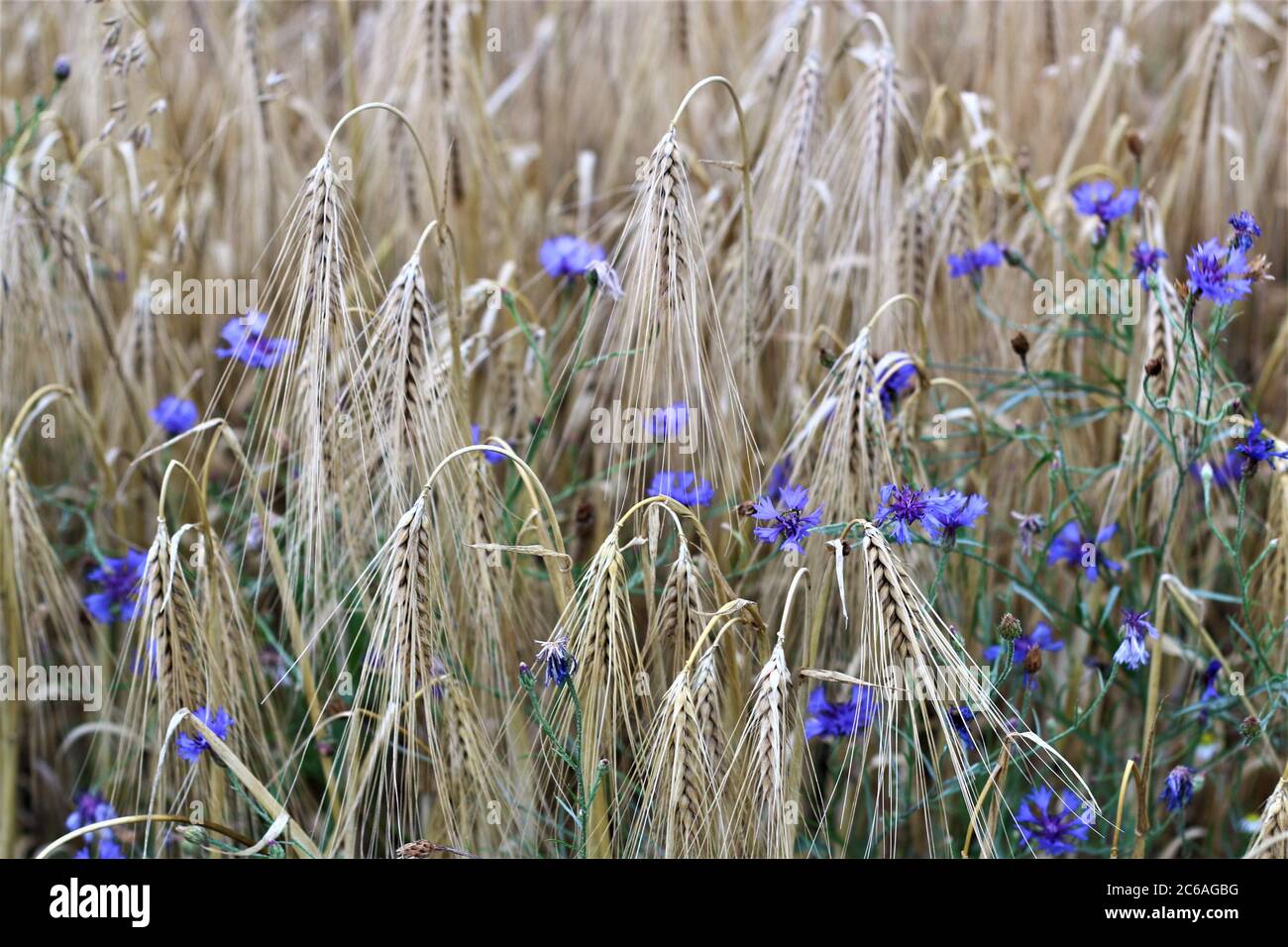 Blaue Kornblumen zwischen reifen Getreide auf dem Feld Stockfoto